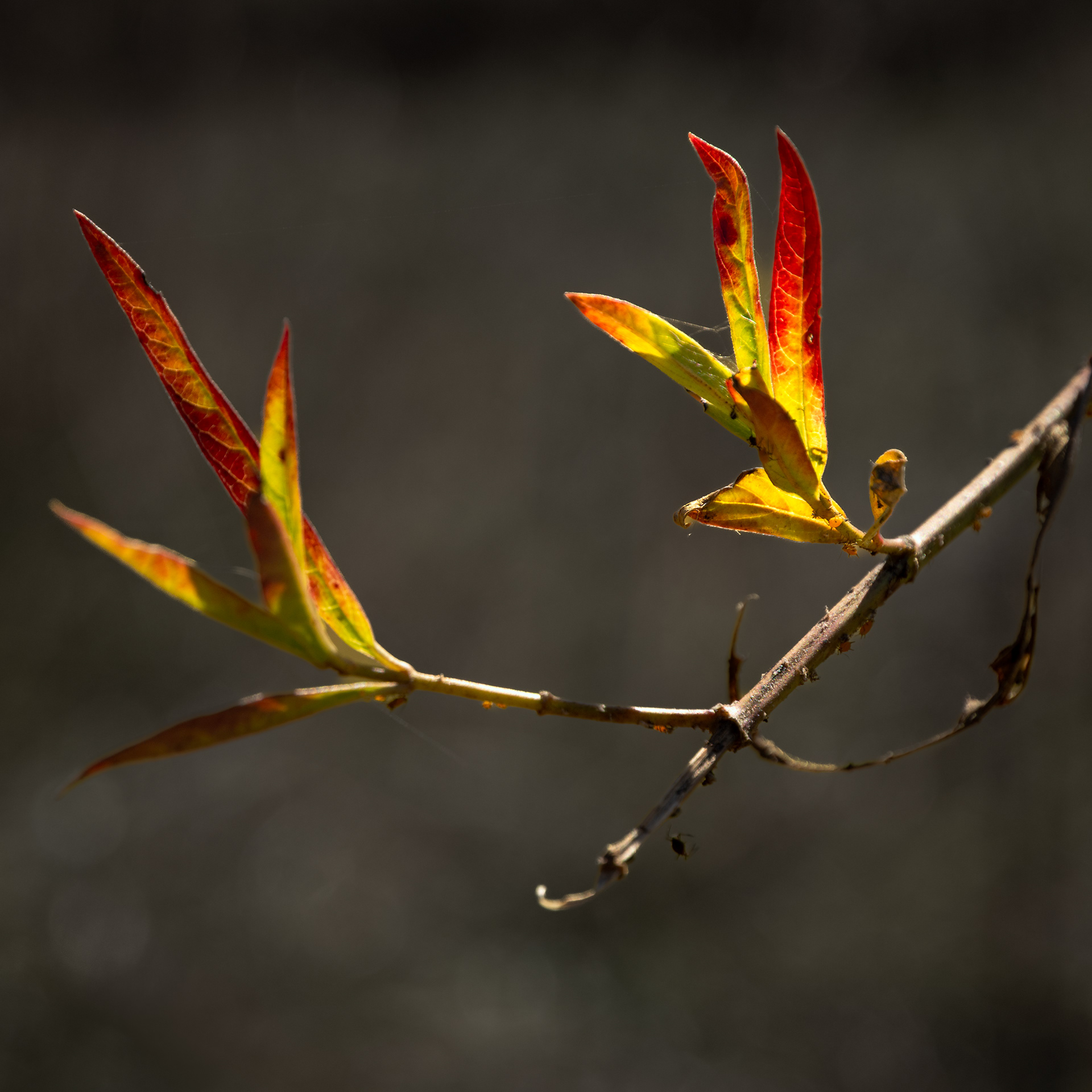 Focus Color