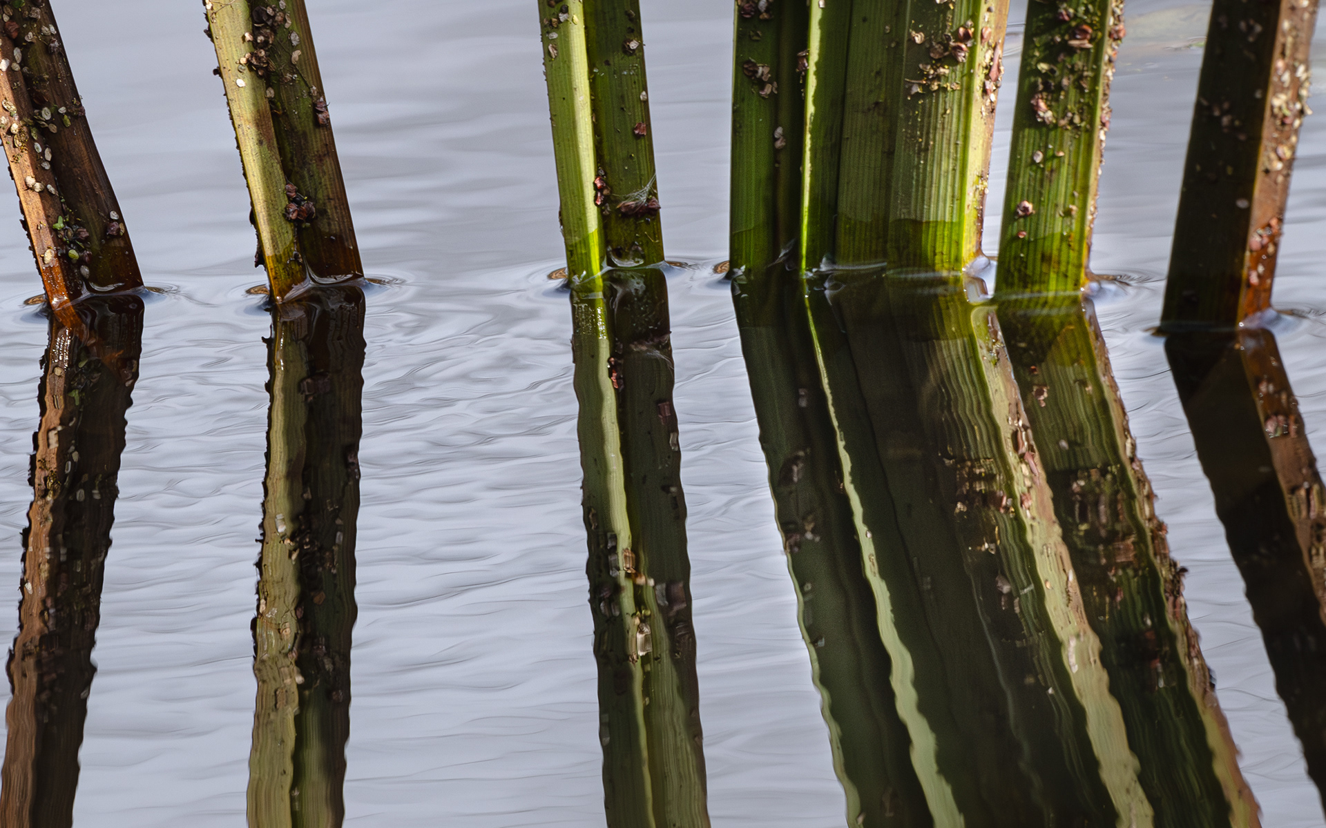 REEDS in a Pond
