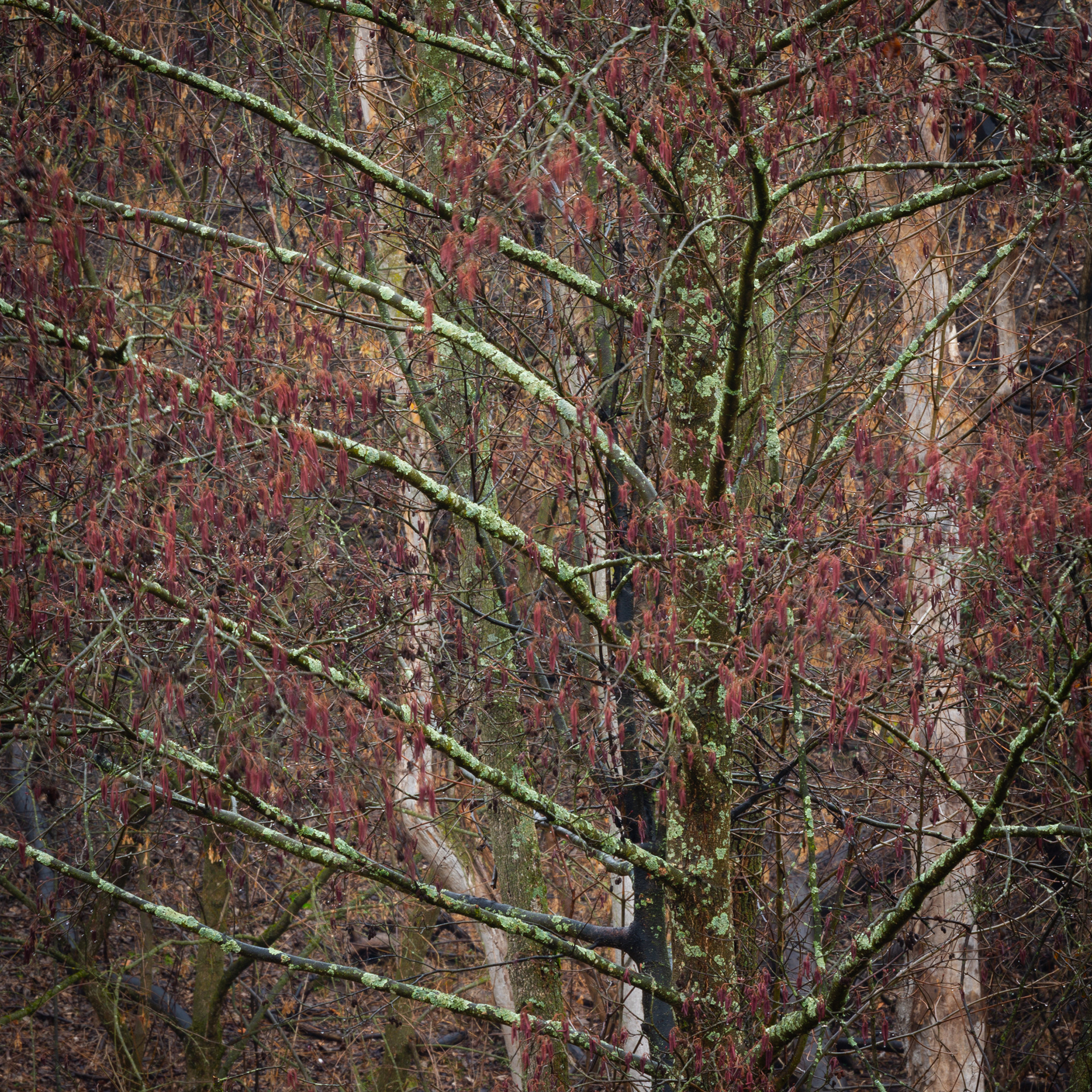 Trees