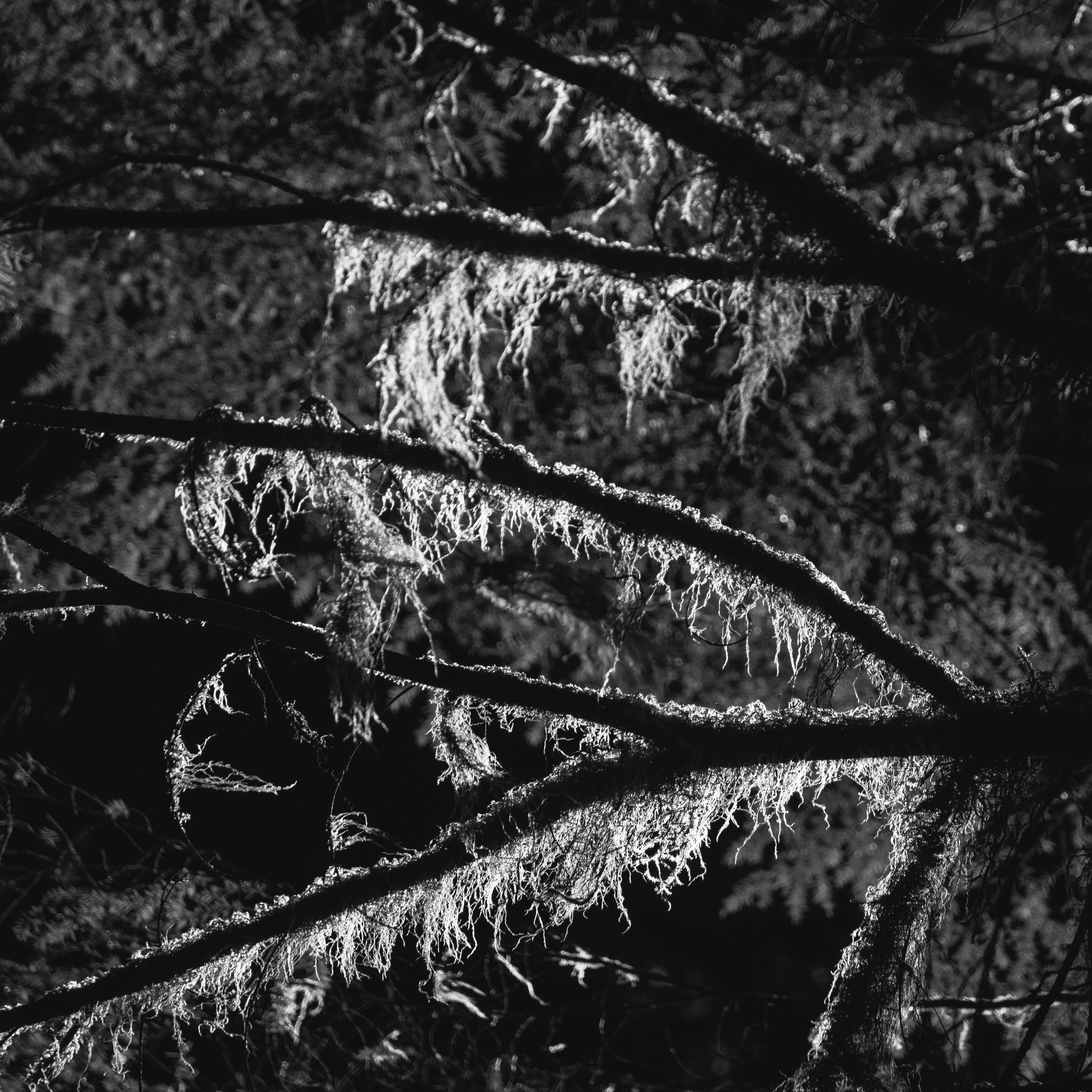 Light Thru the Trees, Cougar Rock Campground, Mt. Rainier, WA