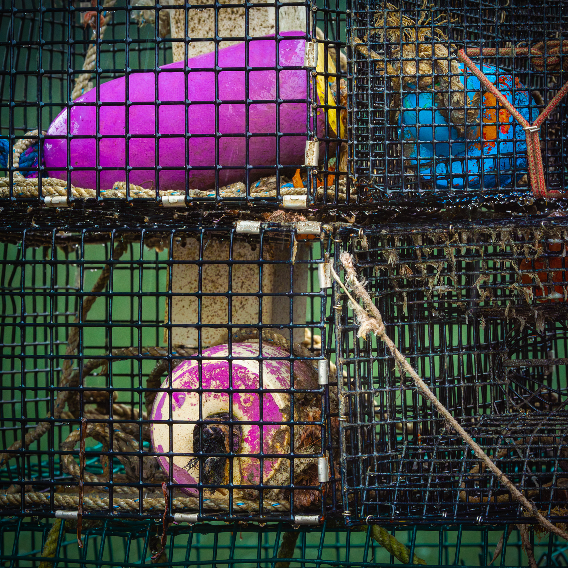 Fishing Color