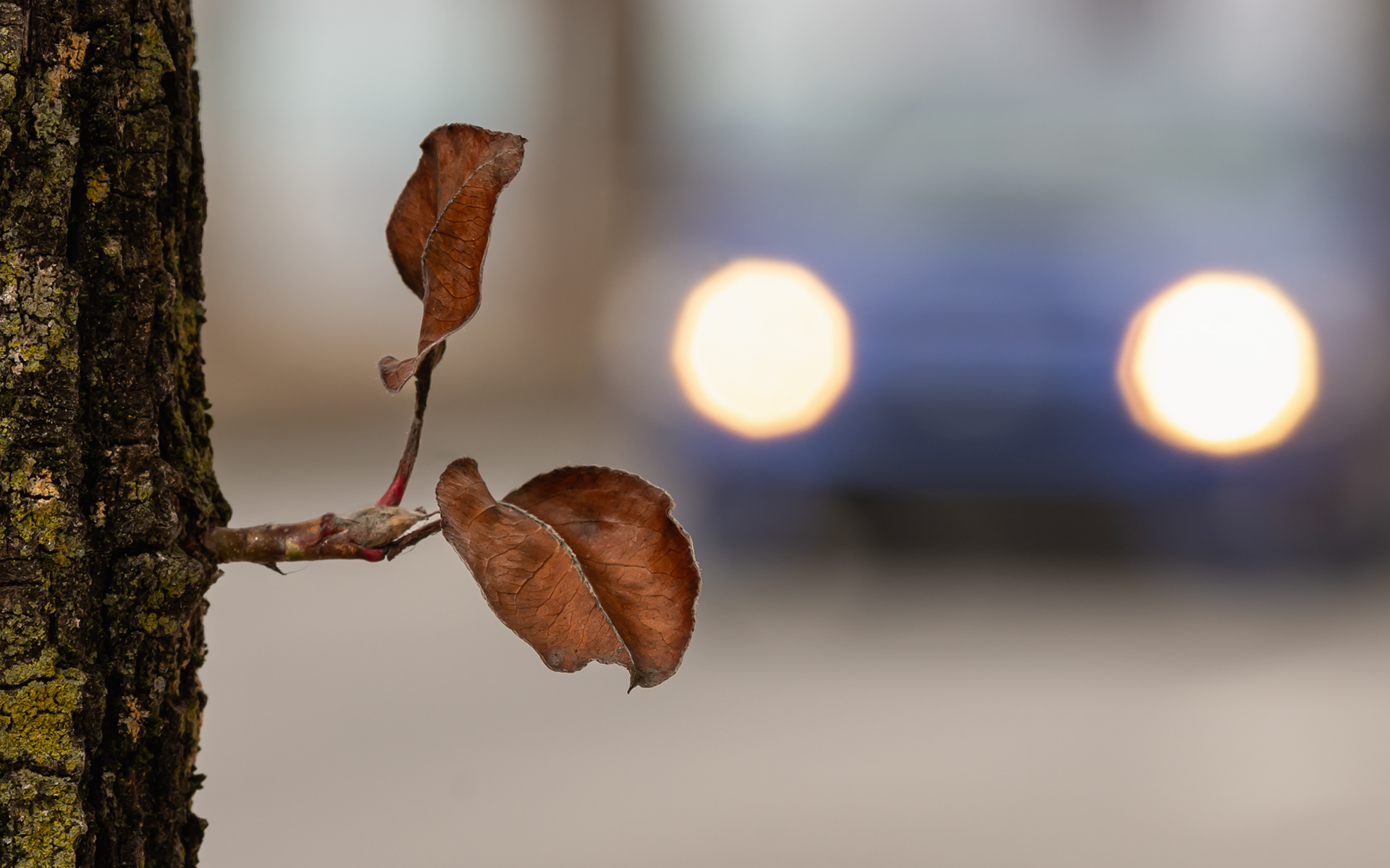 Front Street Fall