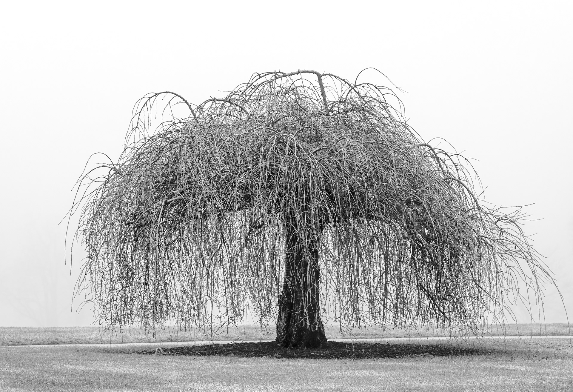 Nature's Umbrella