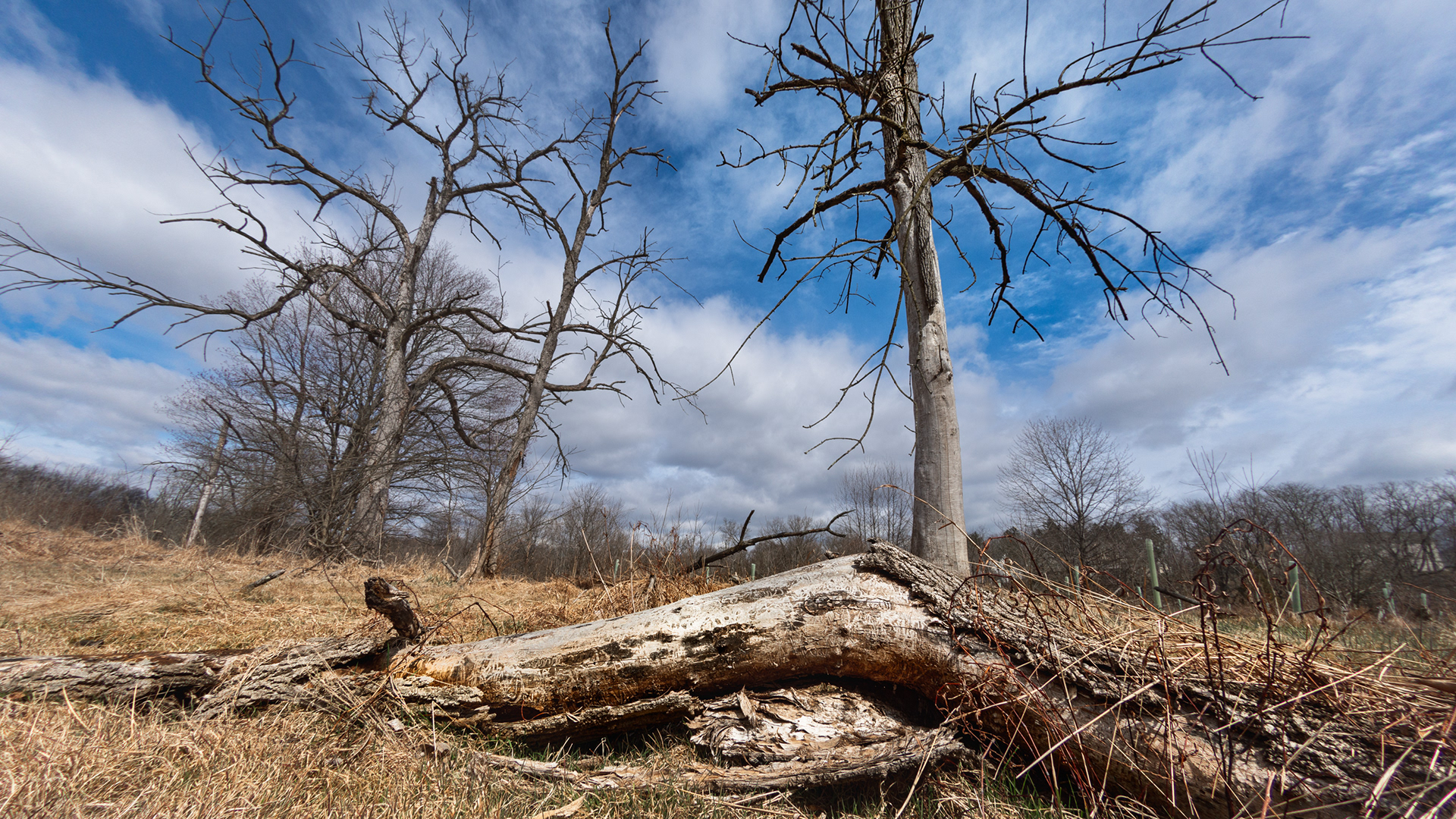 Vincent DiFilippo Nature Preserve, Cumberland Co., PA