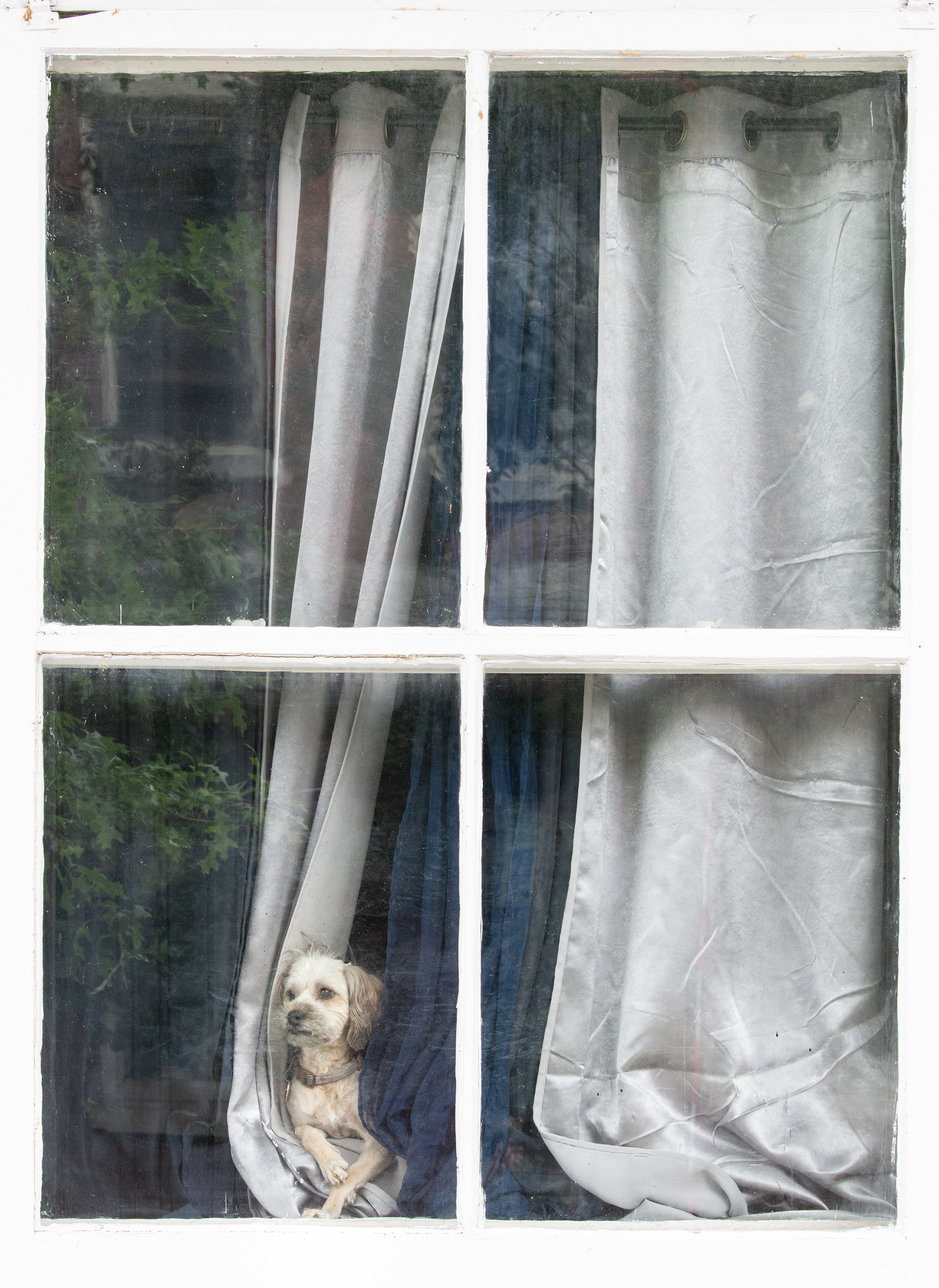 Doggy