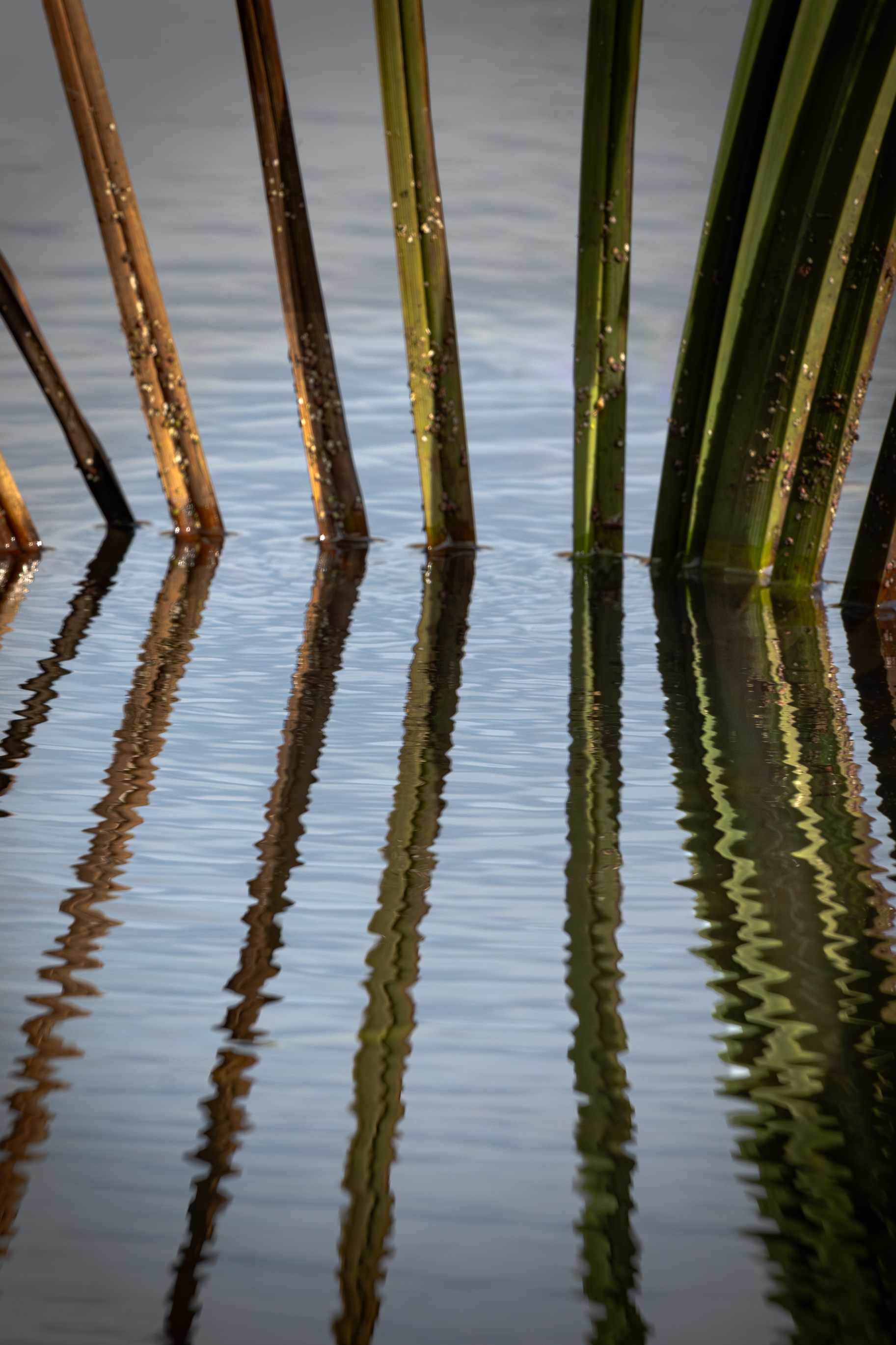 REEDS in a Pond