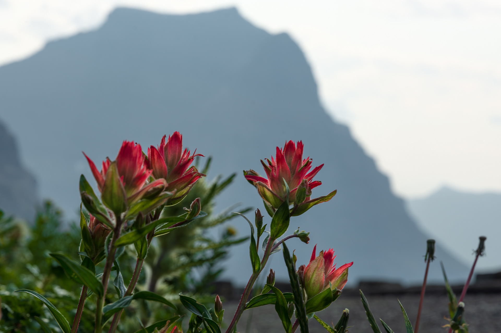 Logan Pass, Glacier National Park, MT