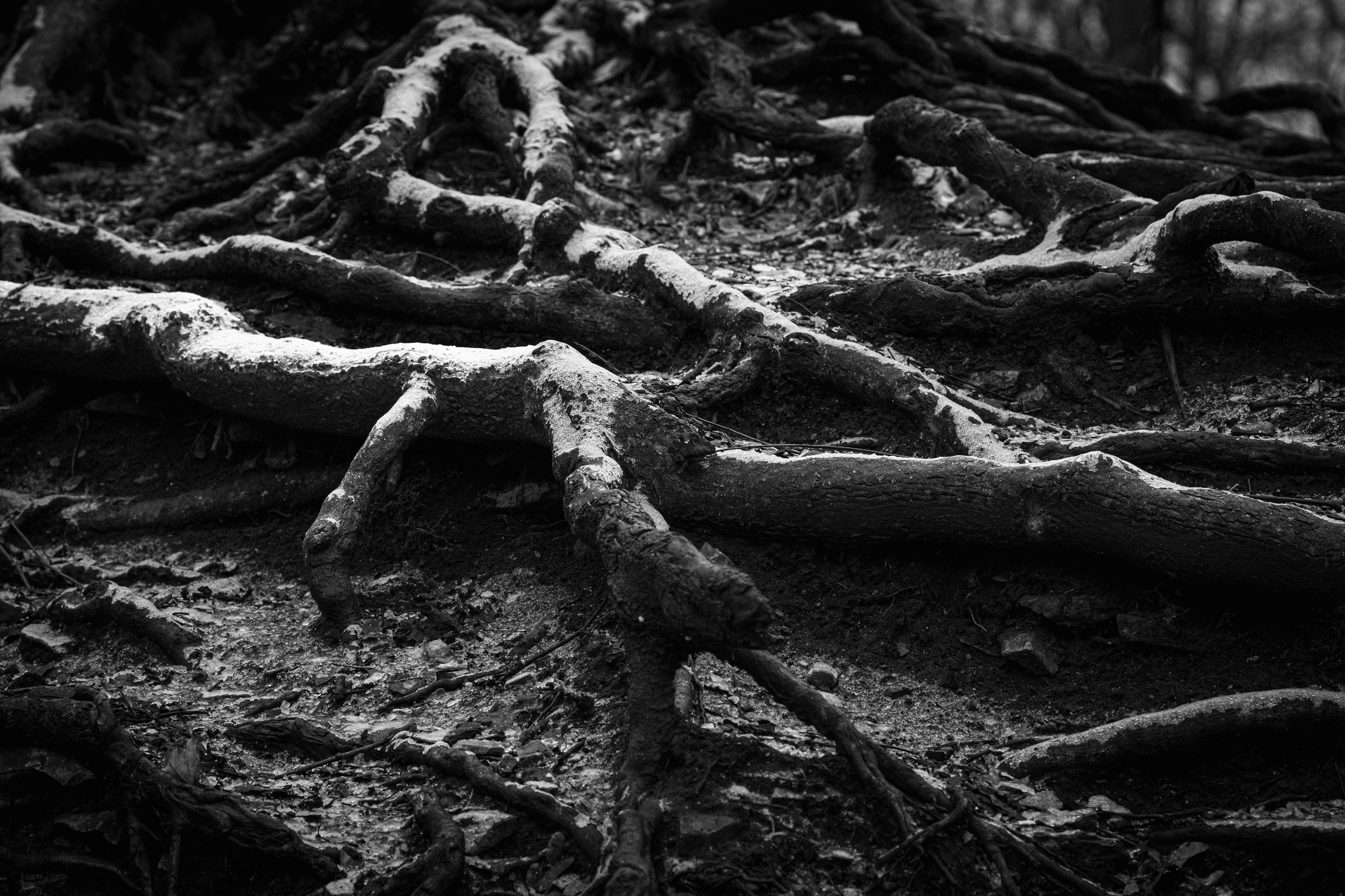 Exposed - Boiling Springs, PA 