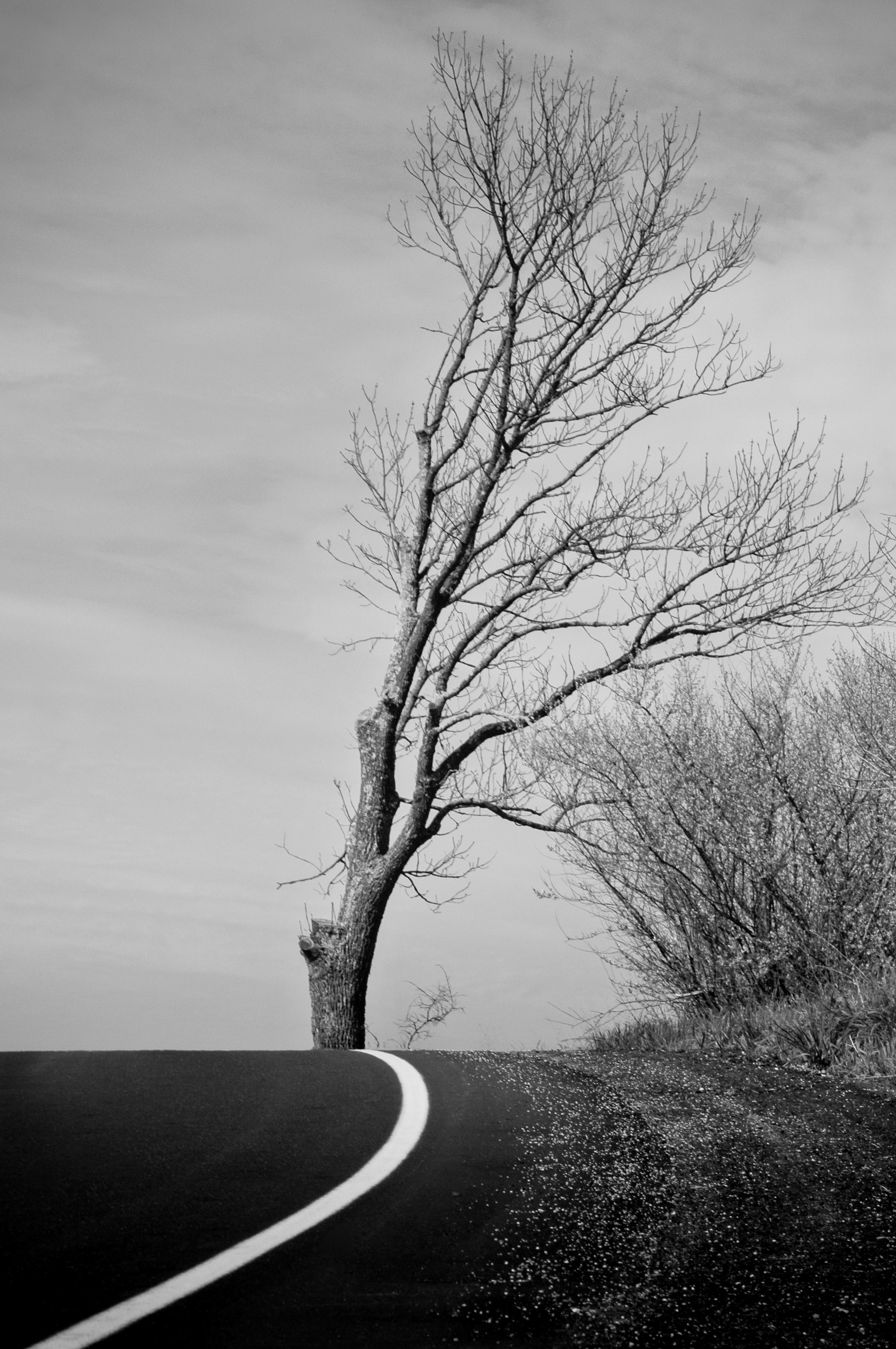 White Line (2011)