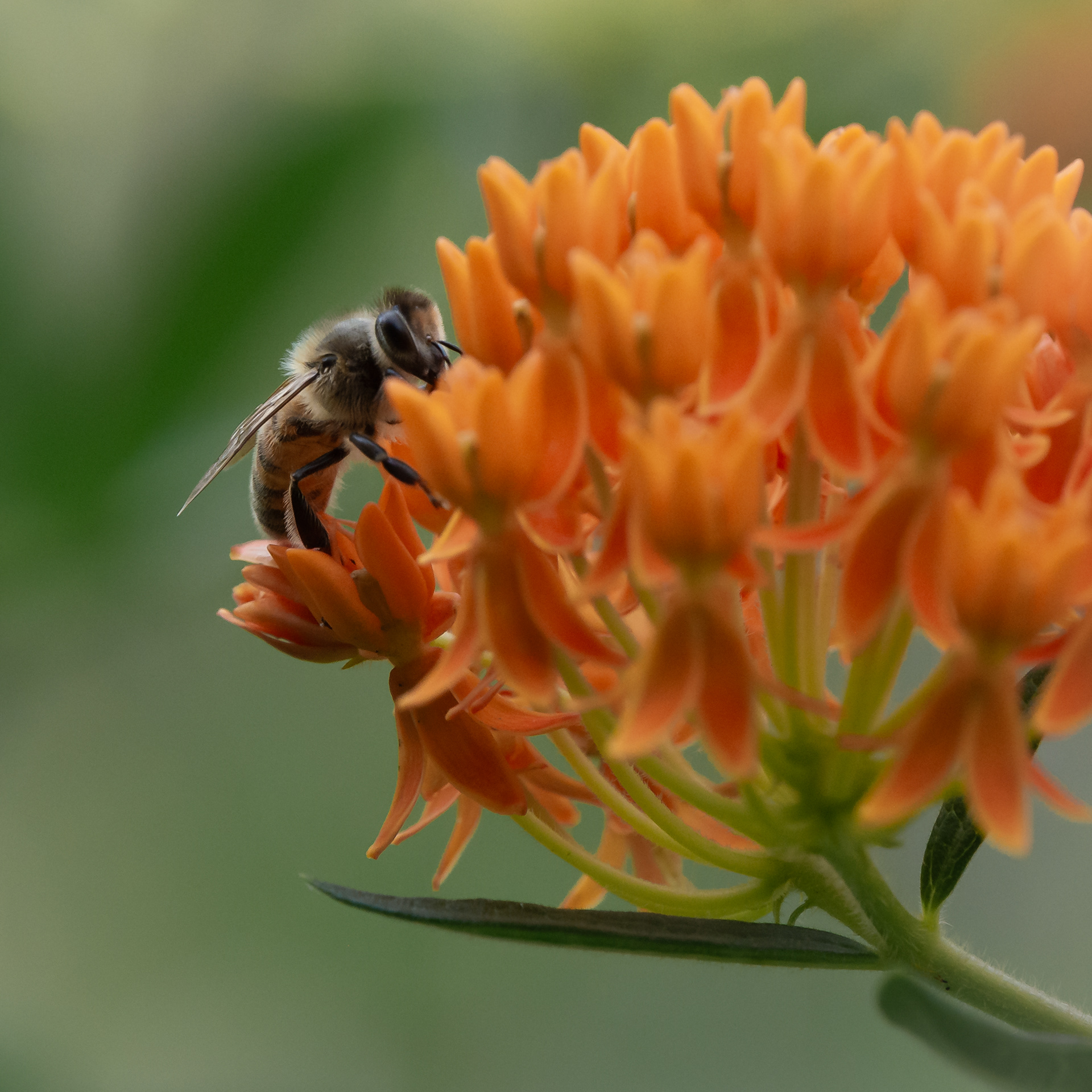 BEE 