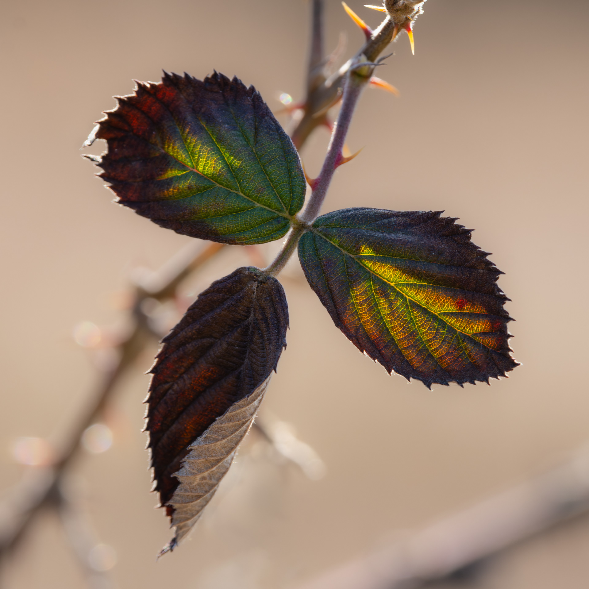 Winter Color,  Vincent-DiFilippo Nature Preserve, Silver Springs Twp. PA