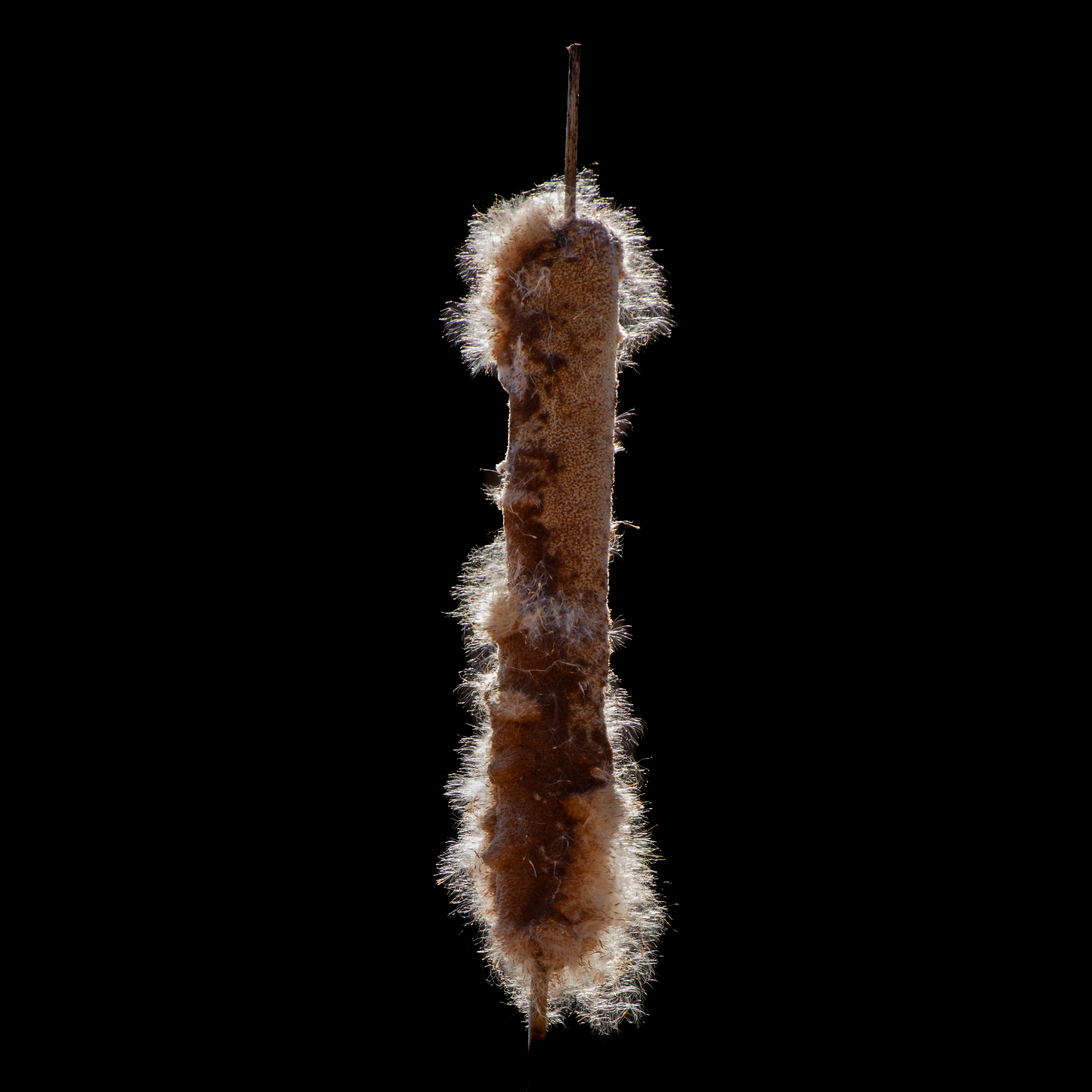 Broadleaf Cattail Profile