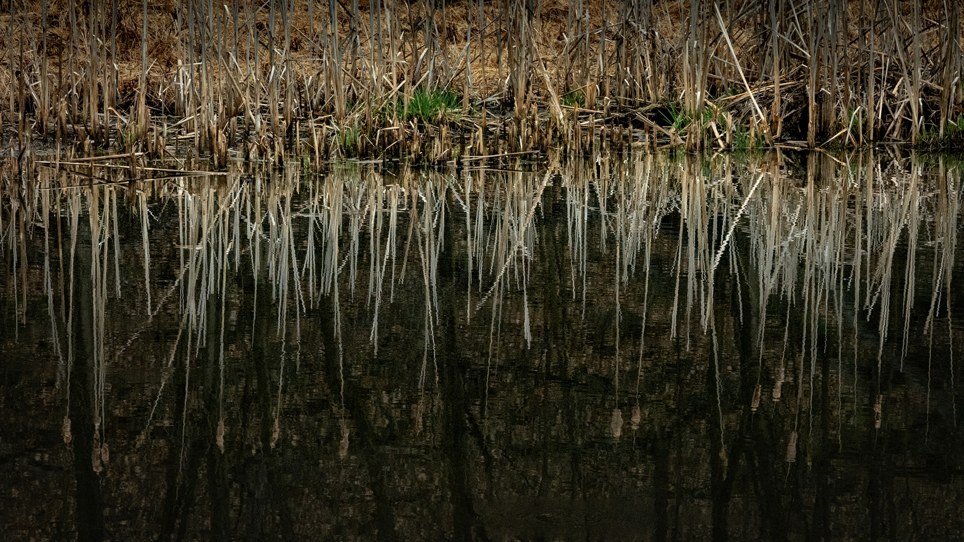 Pond Shoreline, Vincent DiFilippo Nature Preserve