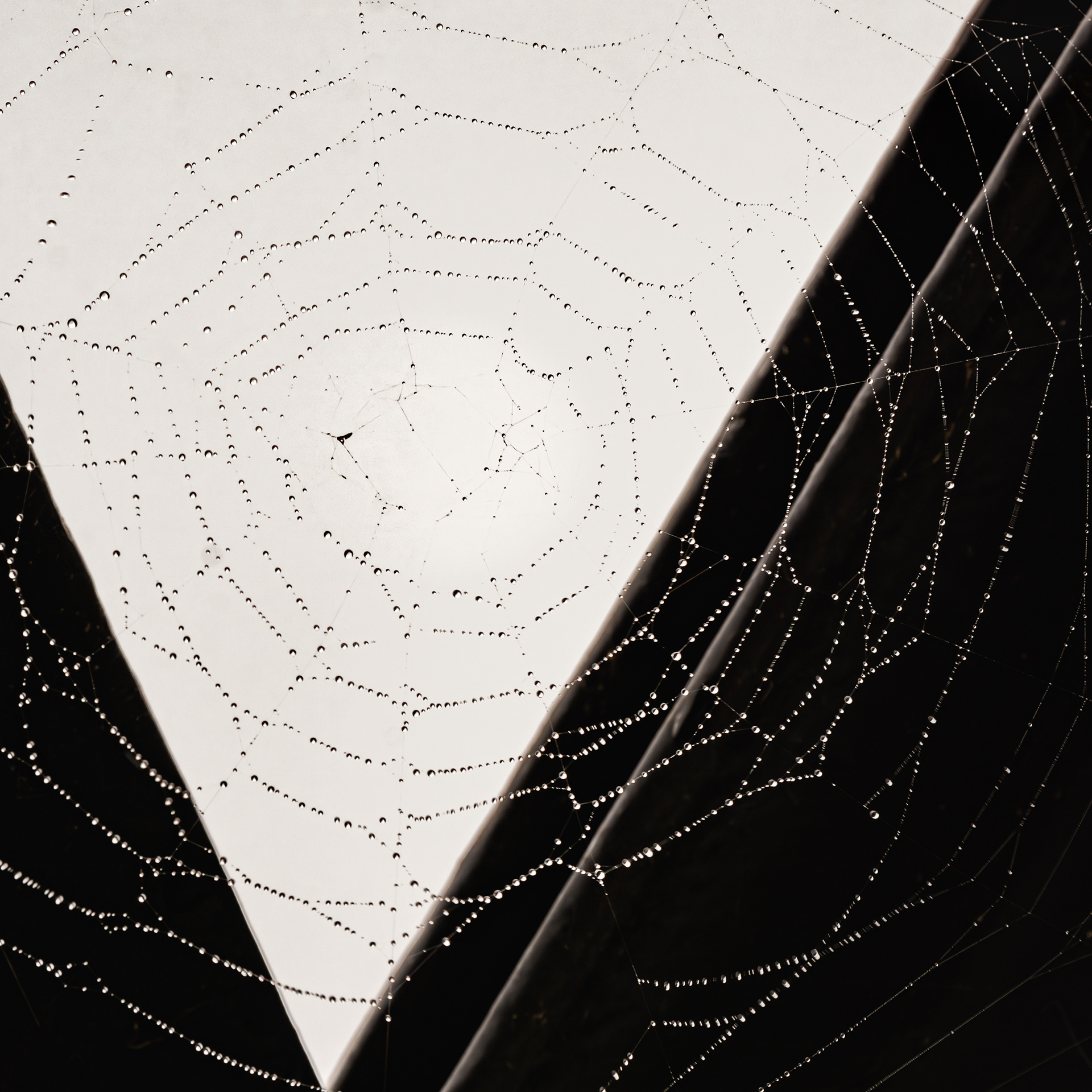 Girder Spider Web