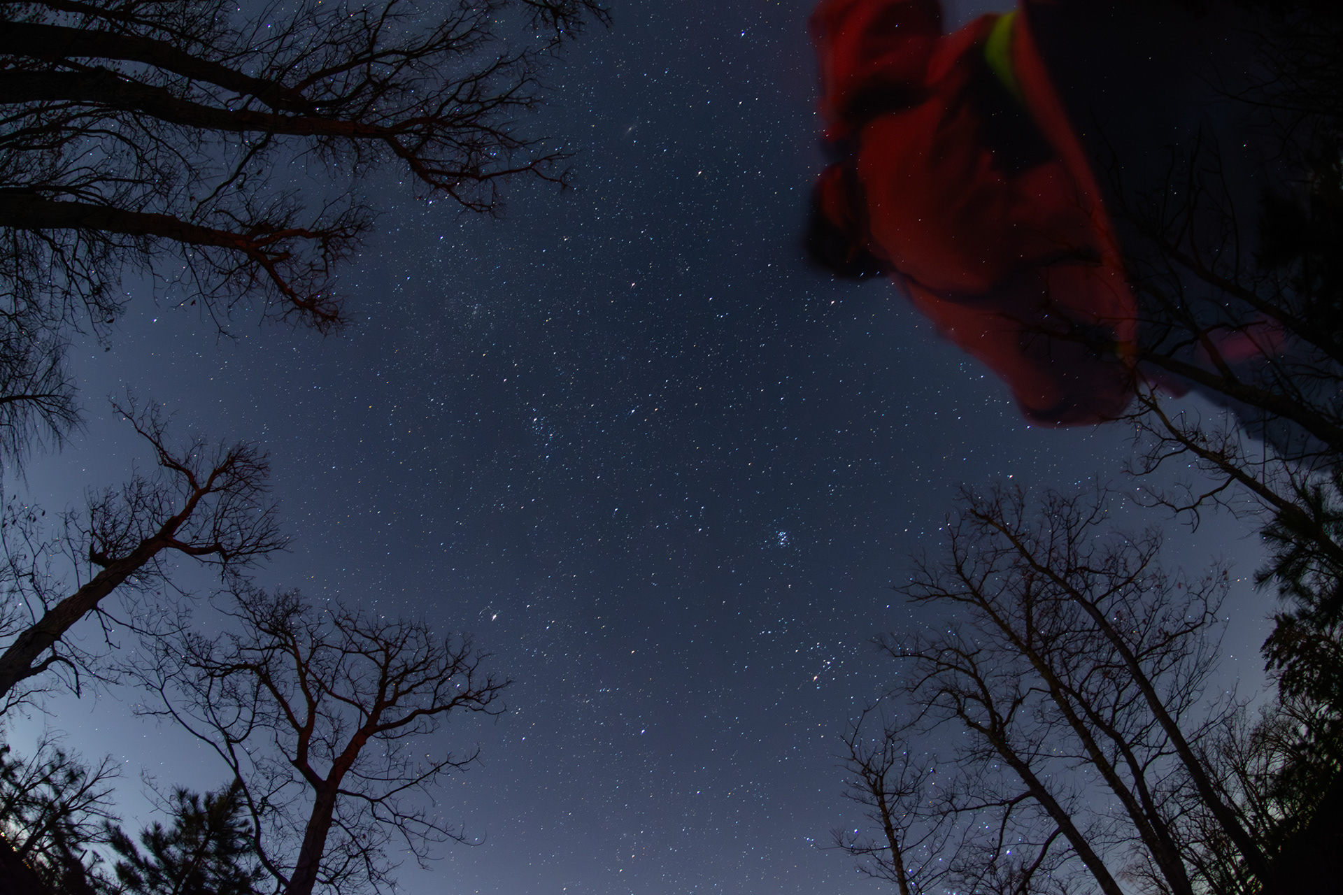 Skyward in the Tree Line