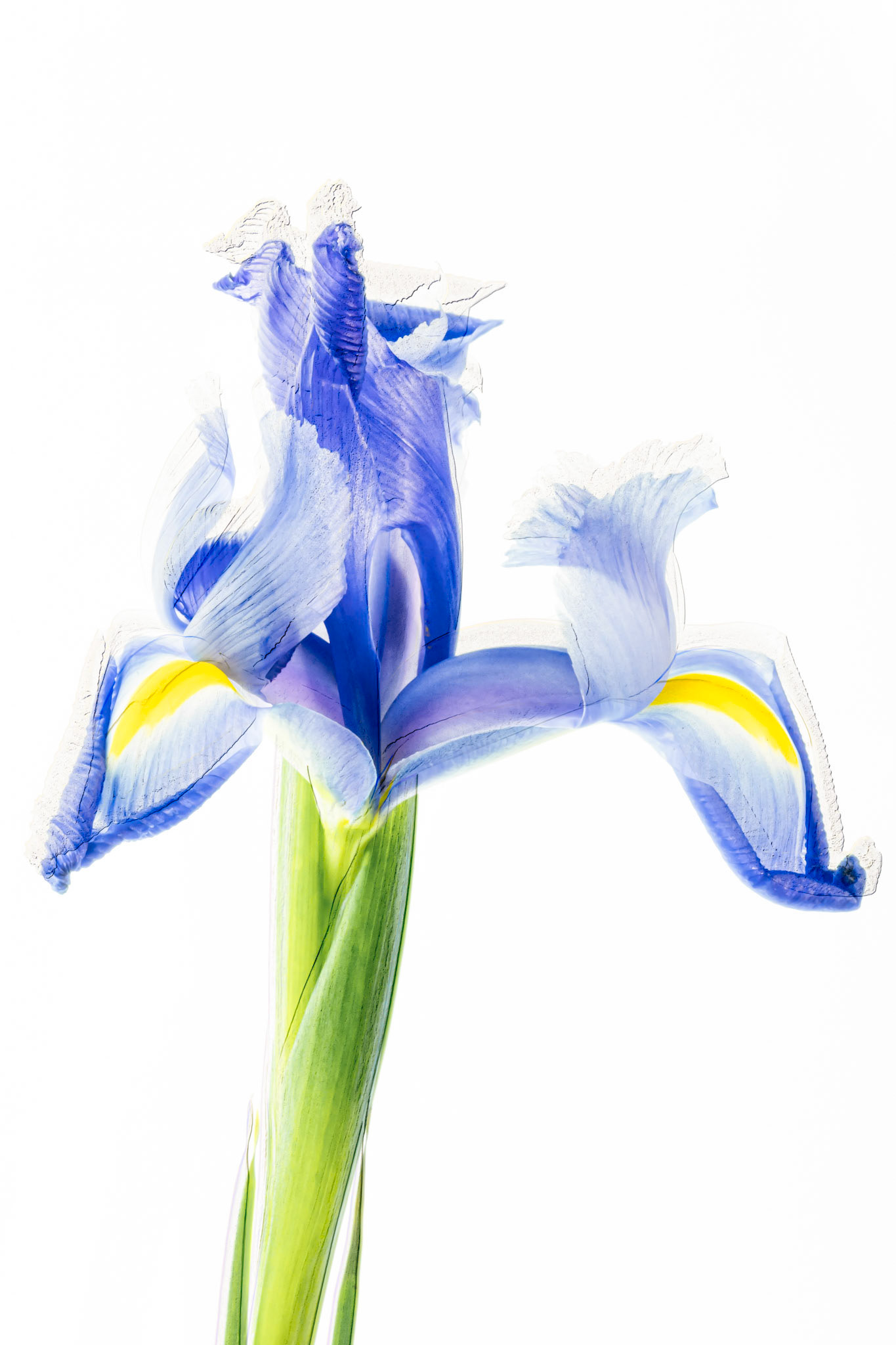 Whispers of Indigo Light