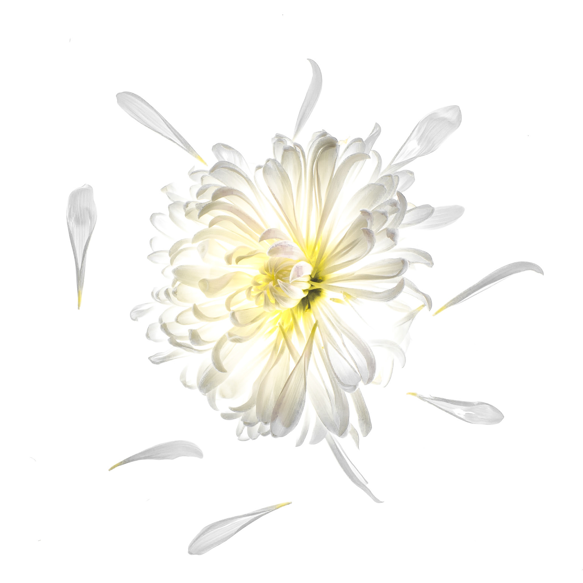 Petals of Quiet Light
