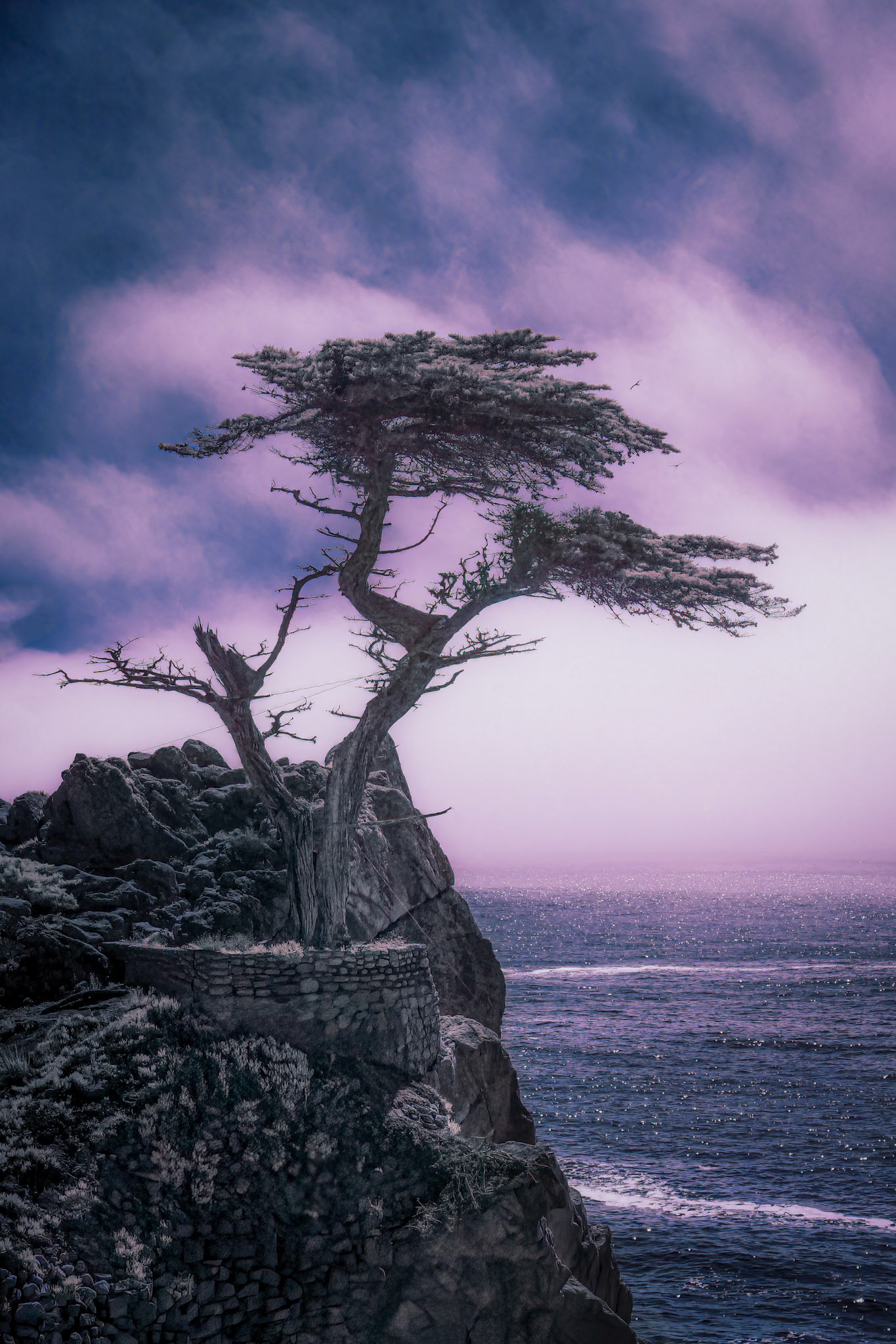 Lone Cypress, Monterey, CA