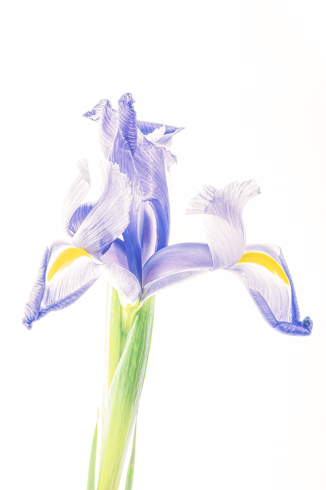 Elegy for A Purple Iris