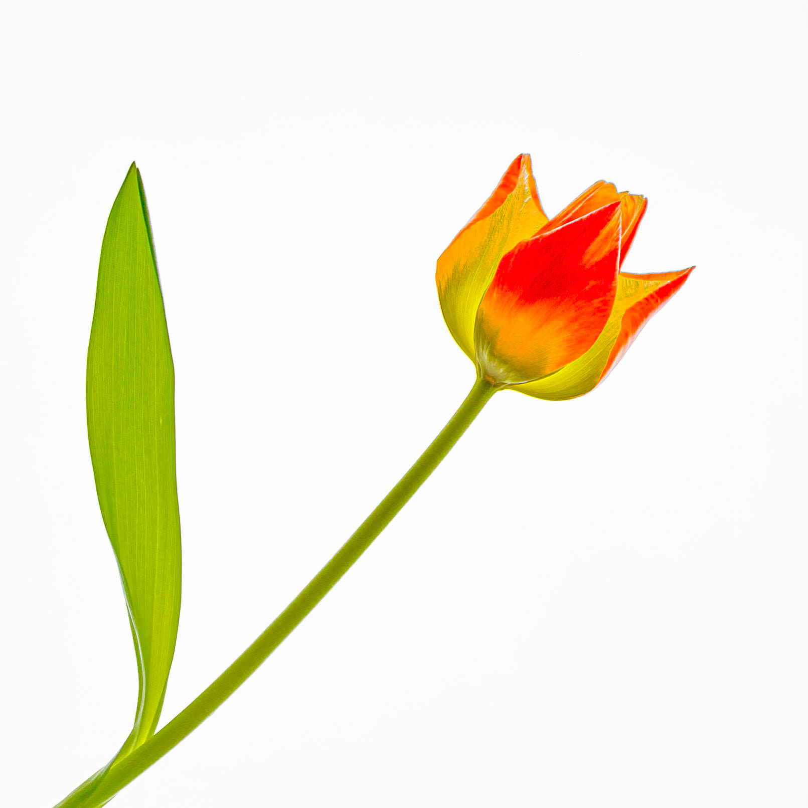 Quietly a Flower