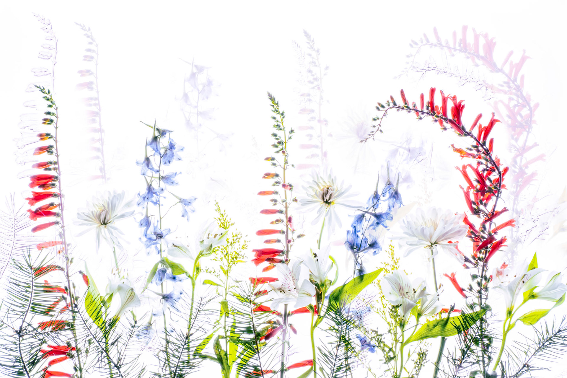 Echos of a Garden Dream