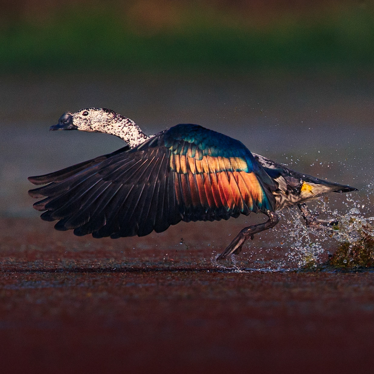 Travel, Wildlife, Nature, Street