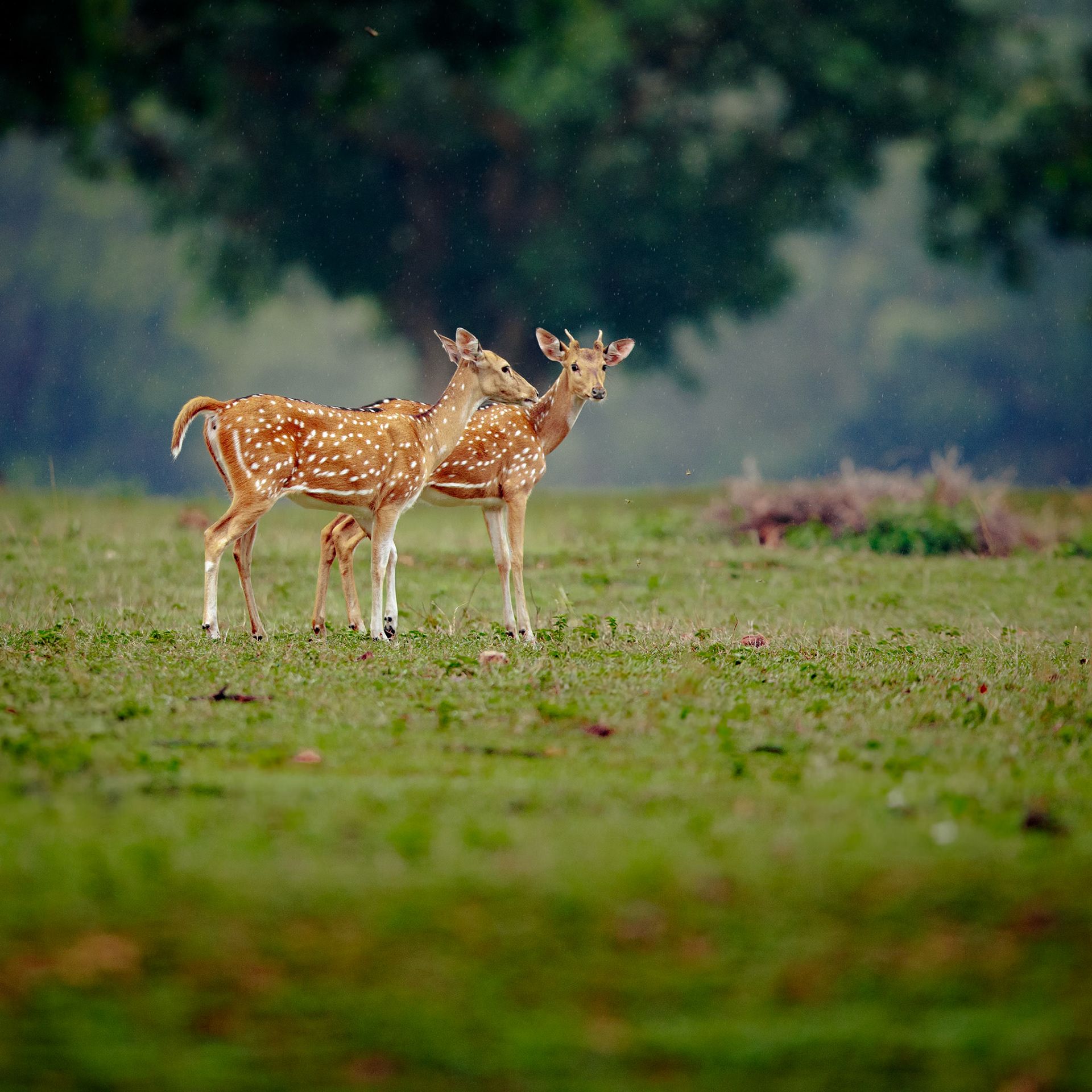 Travel, Wildlife, Nature, Street