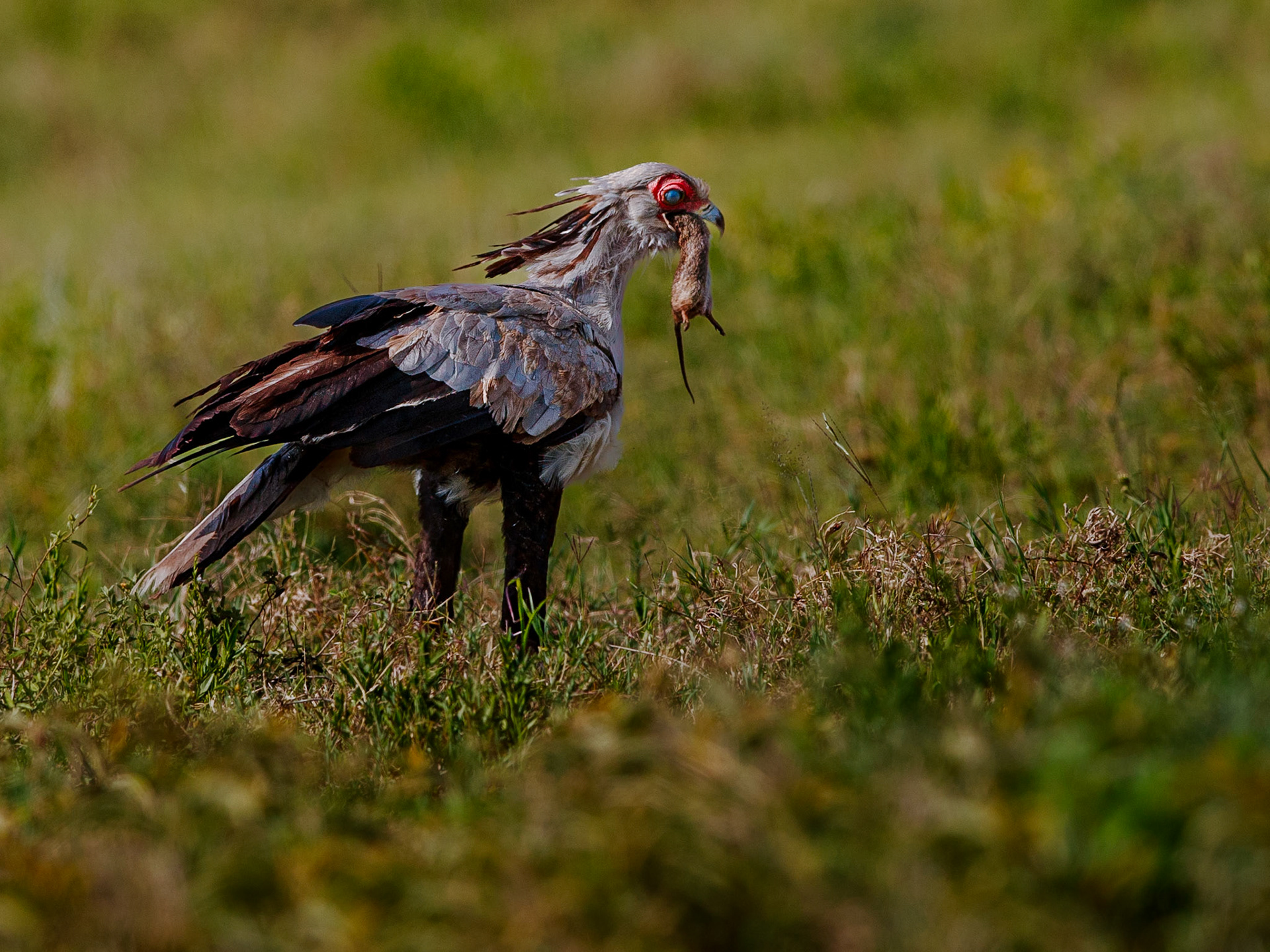 Travel, Wildlife, Nature, Street