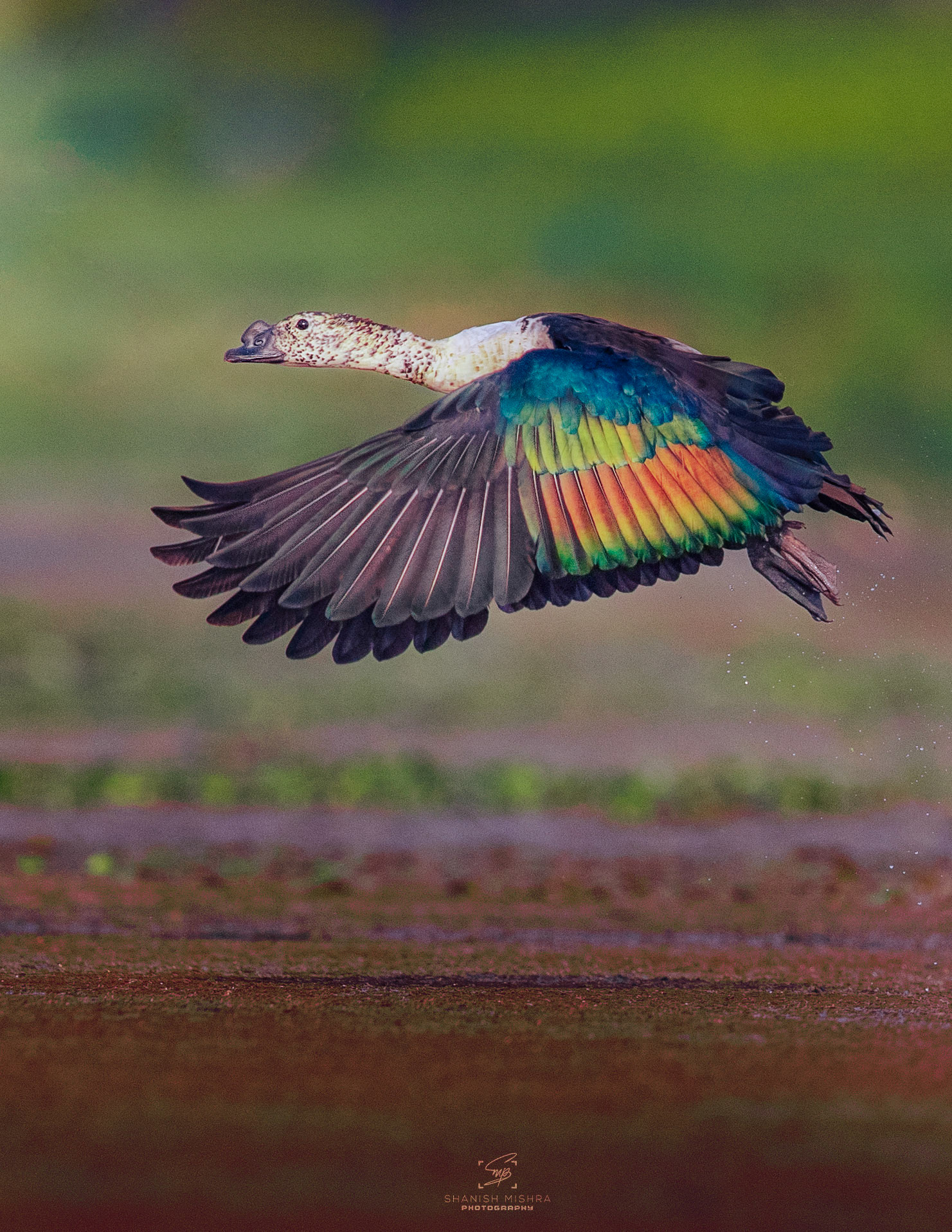 Travel, Wildlife, Nature, Street