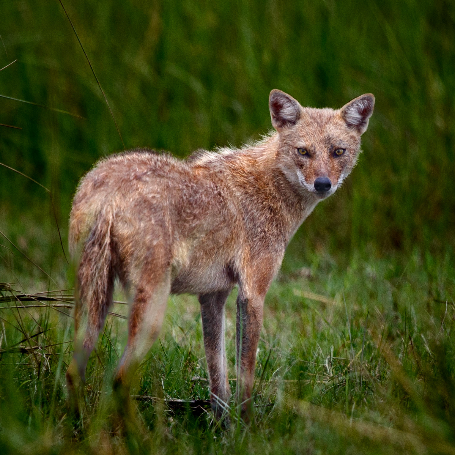 Travel, Wildlife, Nature, Street