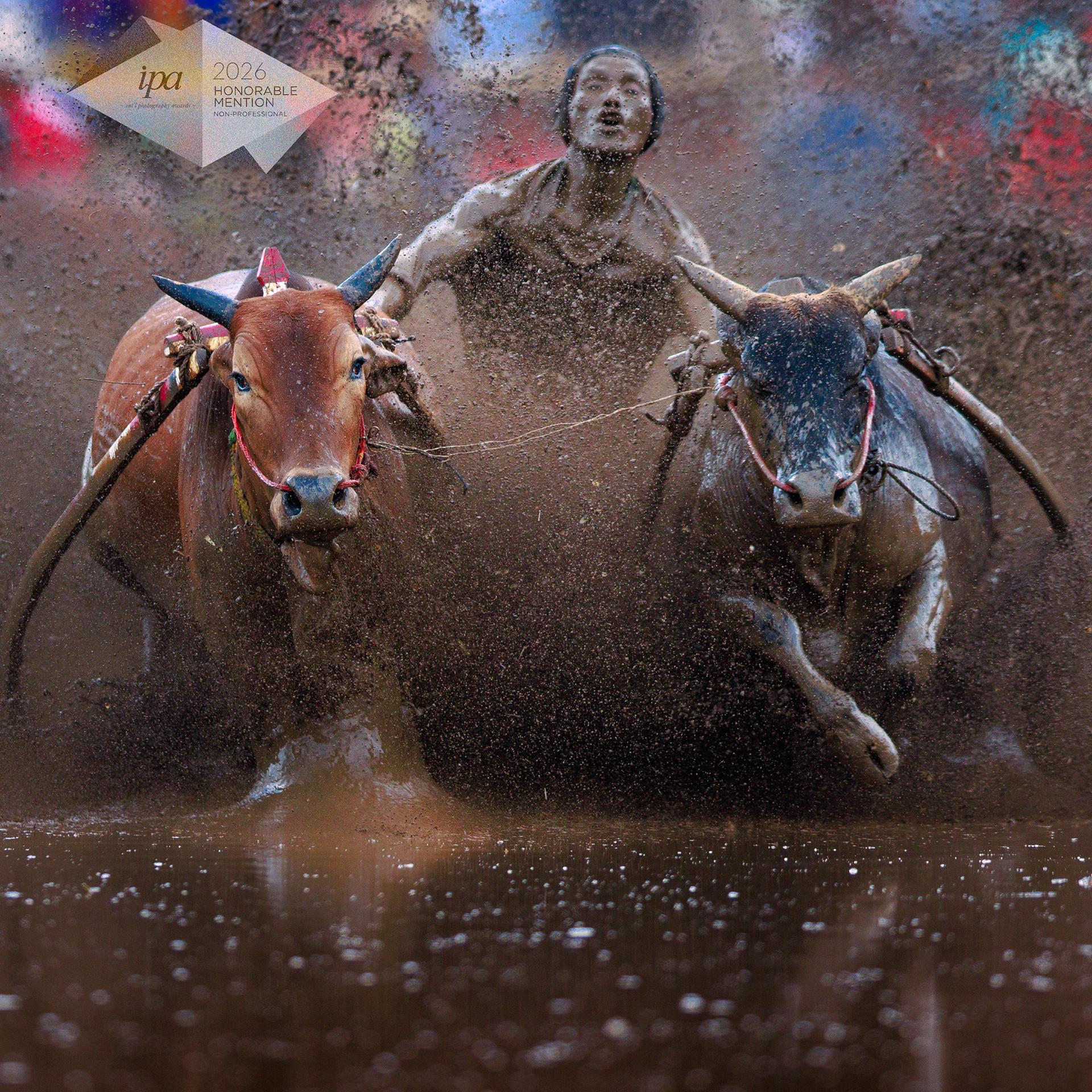 The Traction of Pacu Jawi