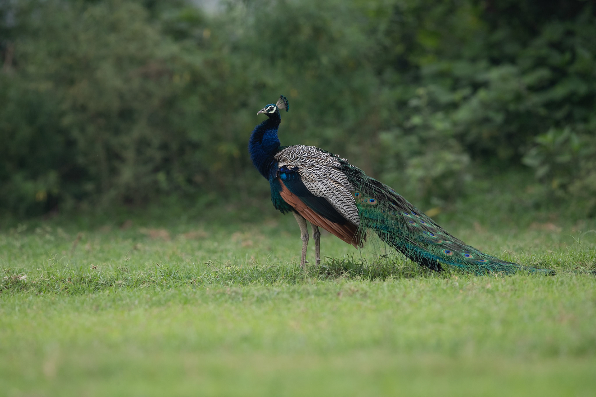 Travel, Wildlife, Nature, Street