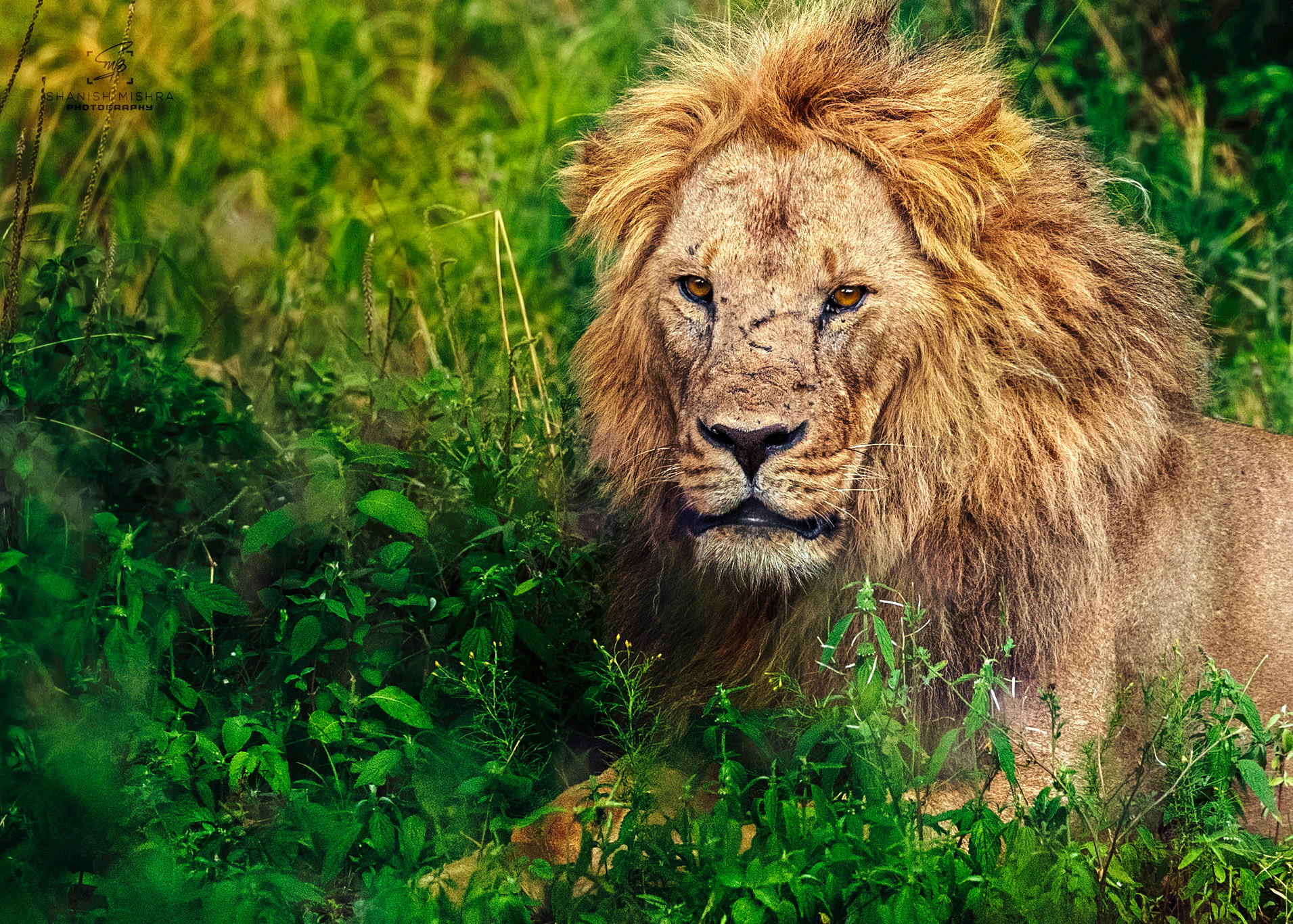 Travel, Wildlife, Nature, Street