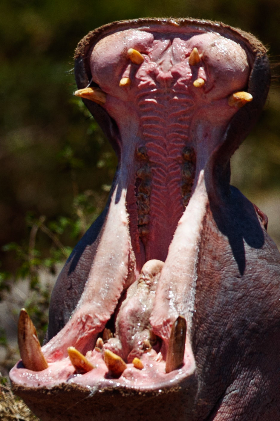 Travel, Wildlife, Nature, Street