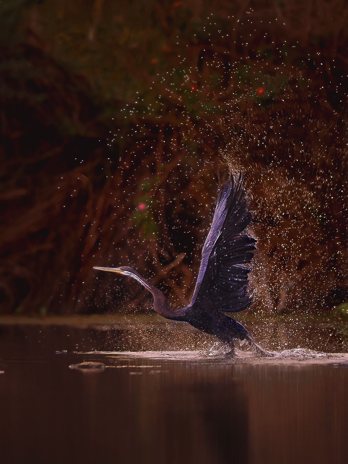 Travel, Wildlife, Nature, Street