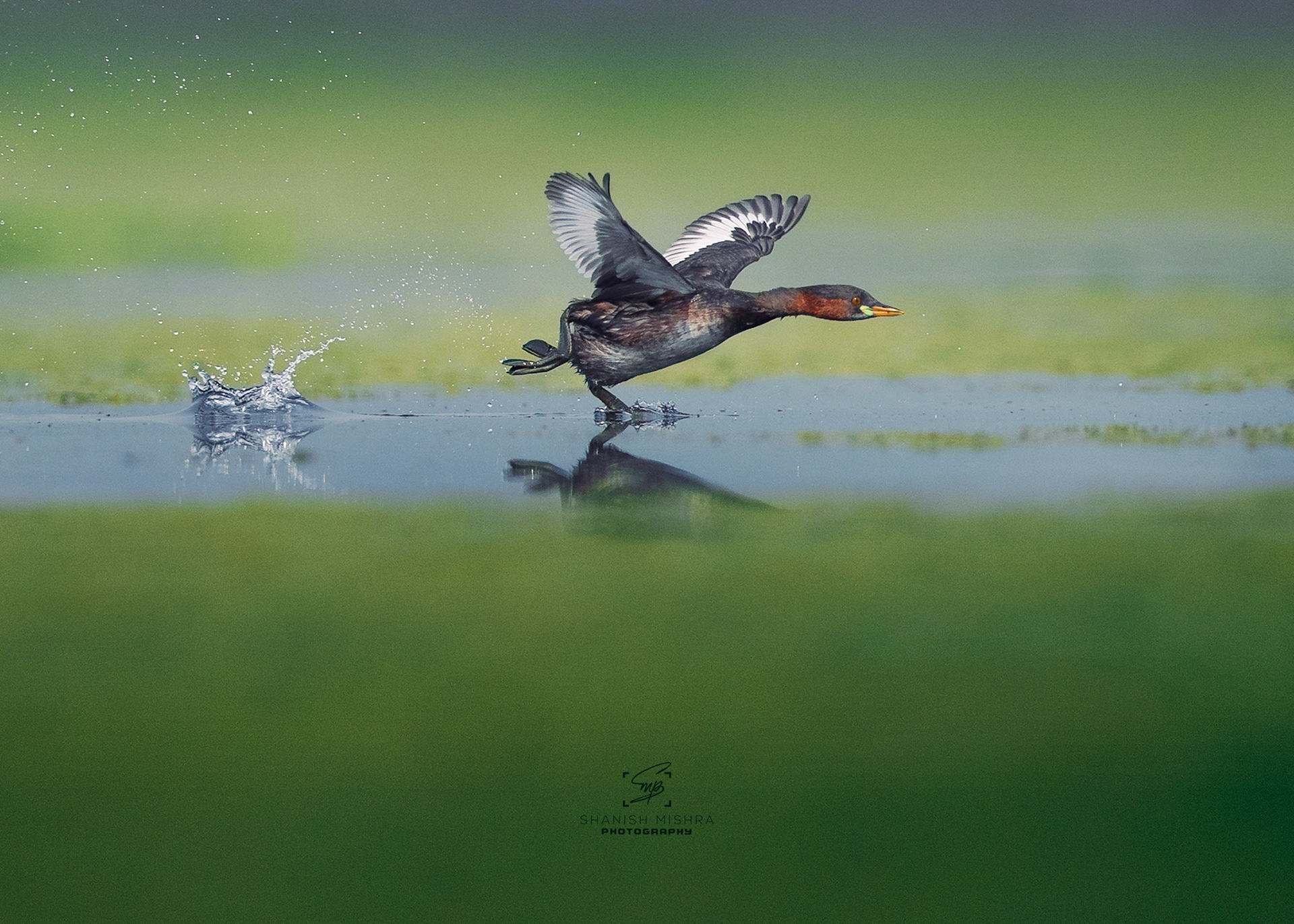 Travel, Wildlife, Nature, Street