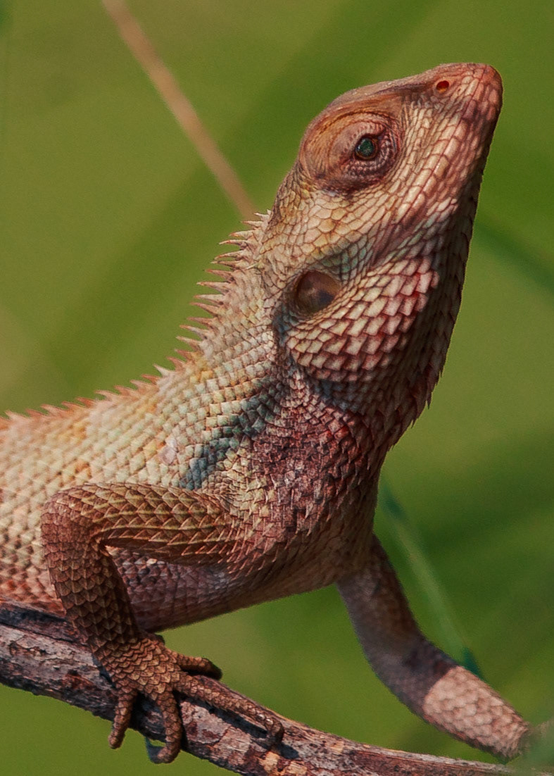 Travel, Wildlife, Nature, Street