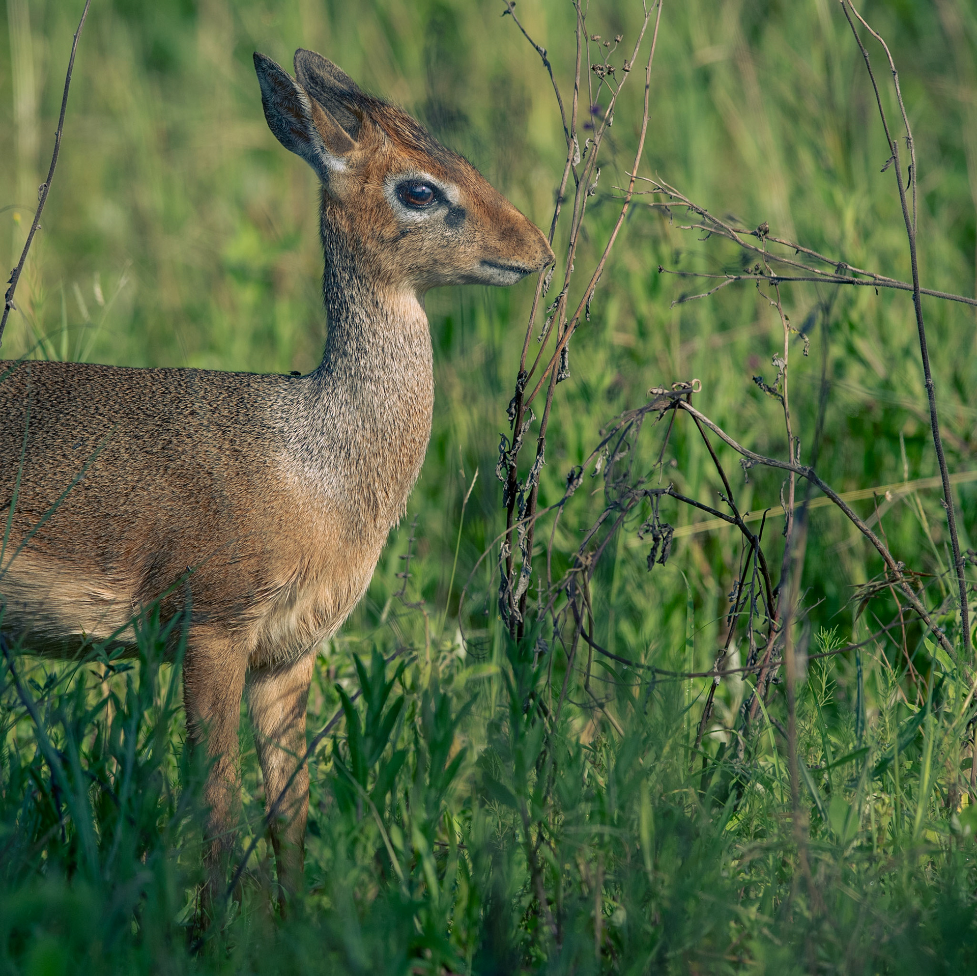Travel, Wildlife, Nature, Street