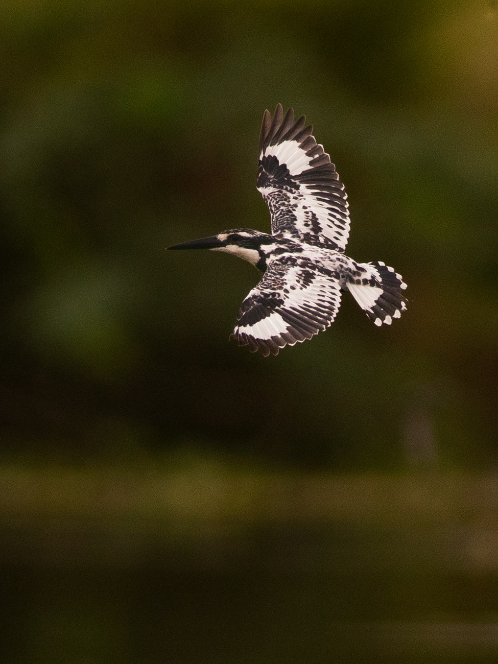 Travel, Wildlife, Nature, Street