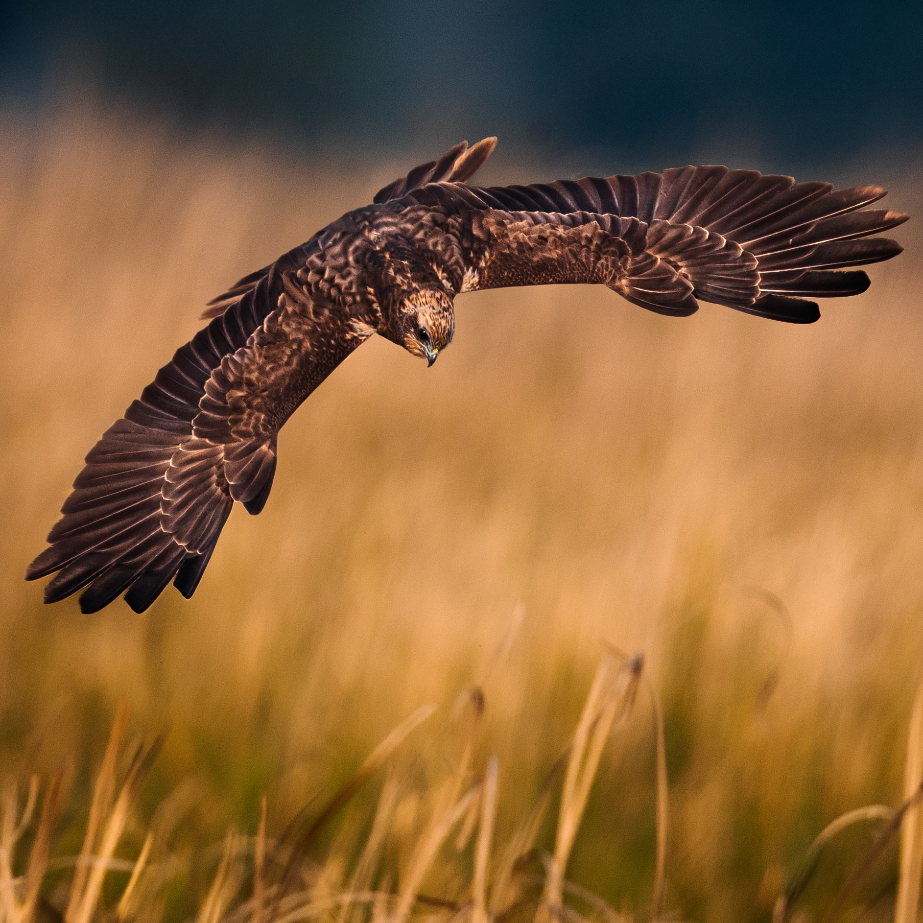 Travel, Wildlife, Nature, Street