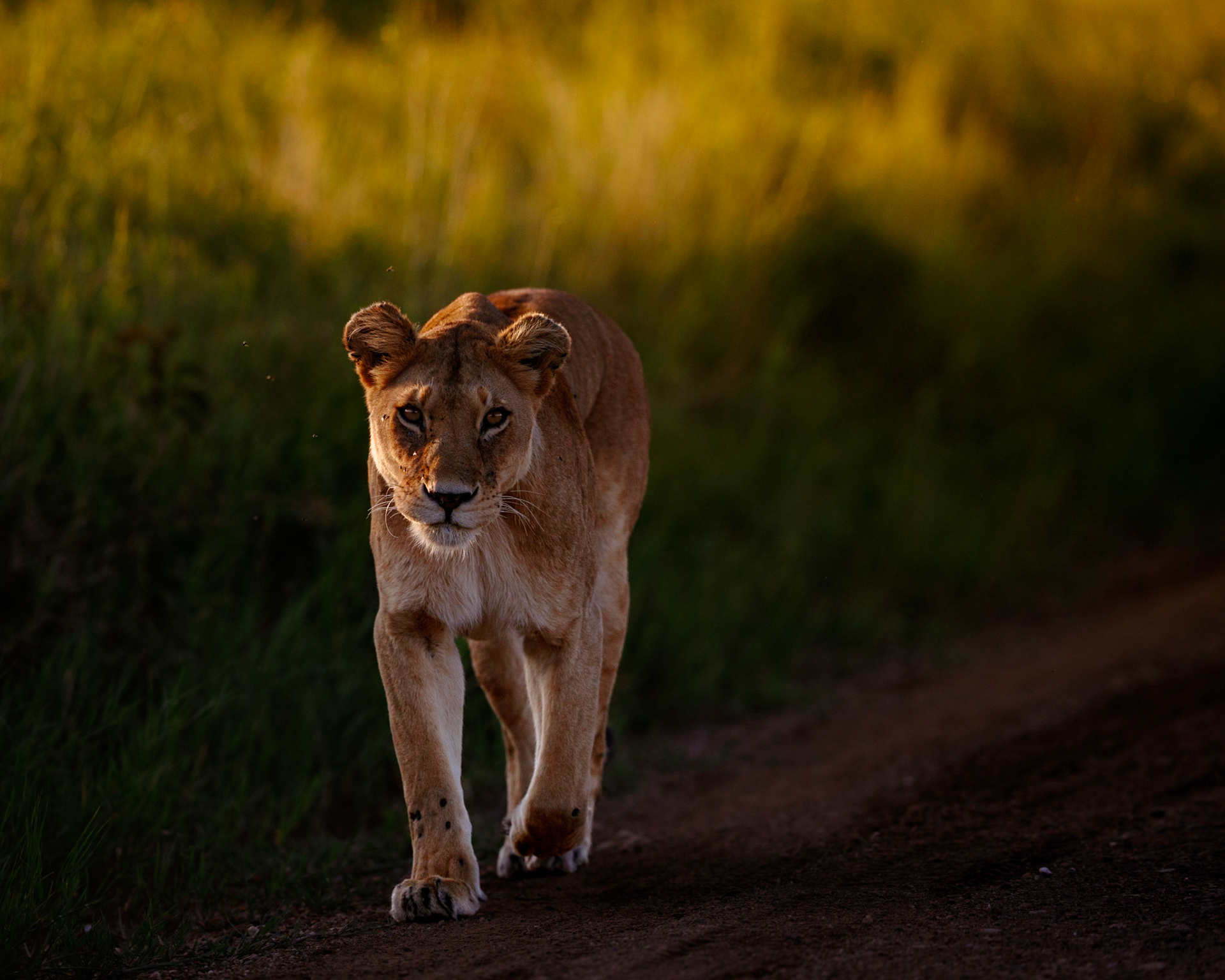 Travel, Wildlife, Nature, Street