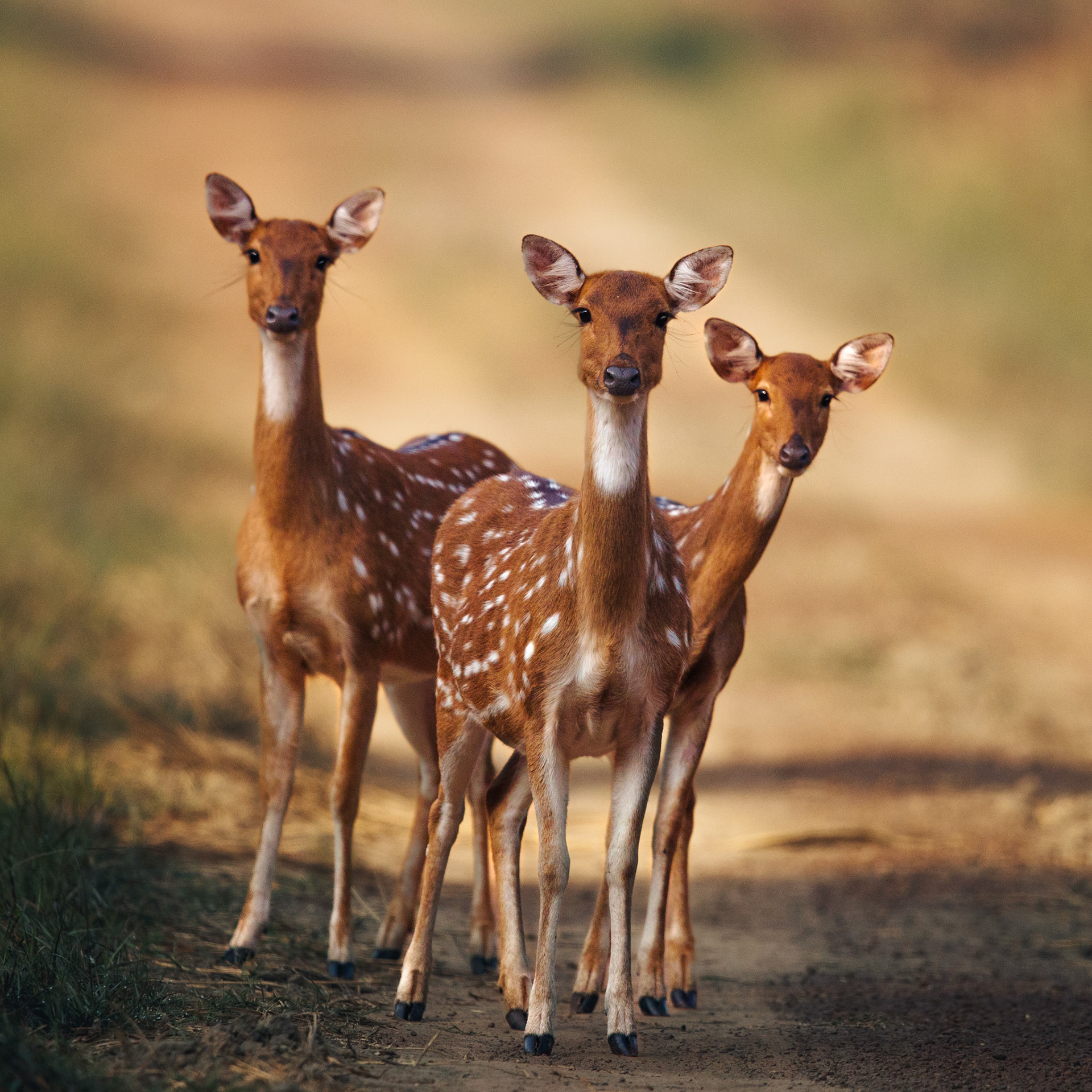 Travel, Wildlife, Nature, Street