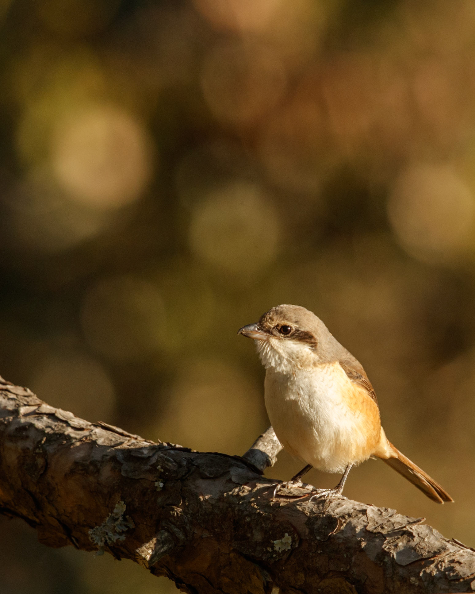 Travel, Wildlife, Nature, Street
