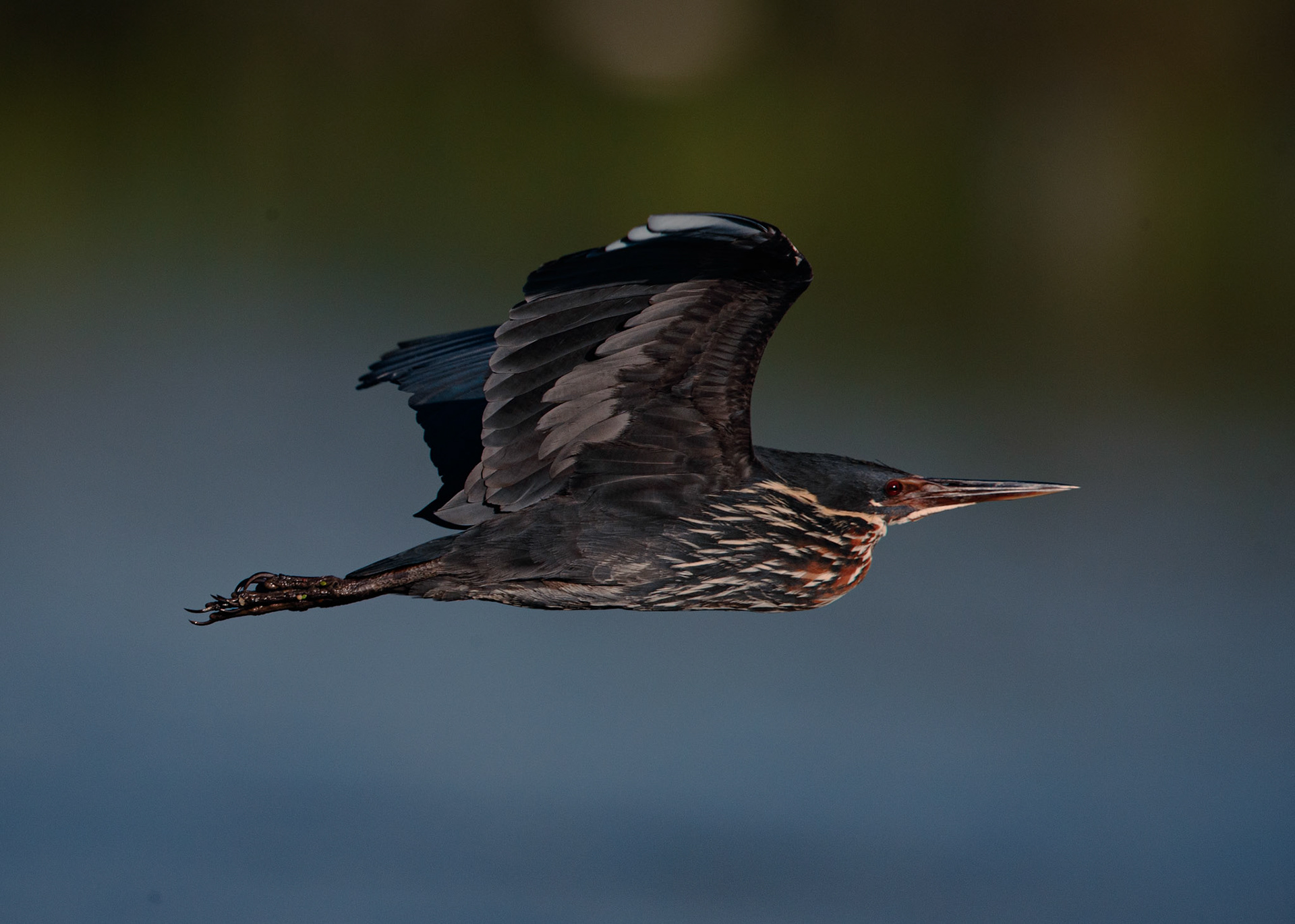 Travel, Wildlife, Nature, Street