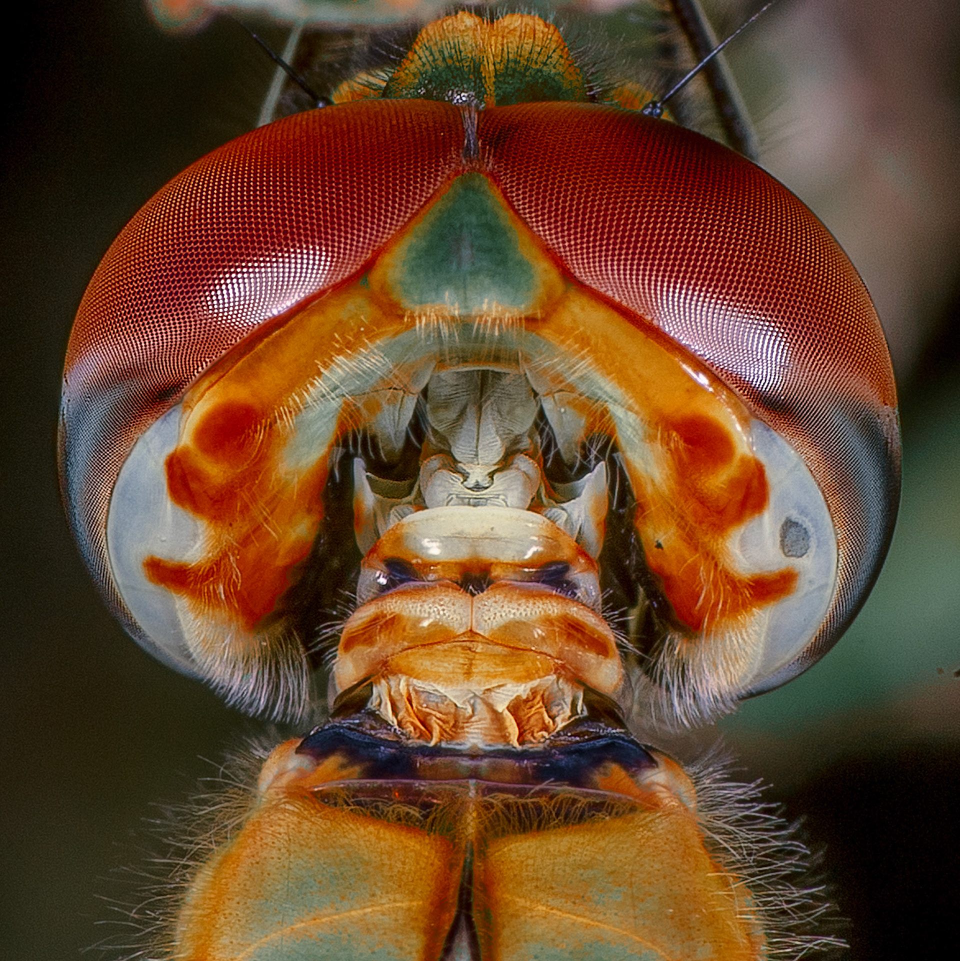 Travel, Wildlife, Nature, Street