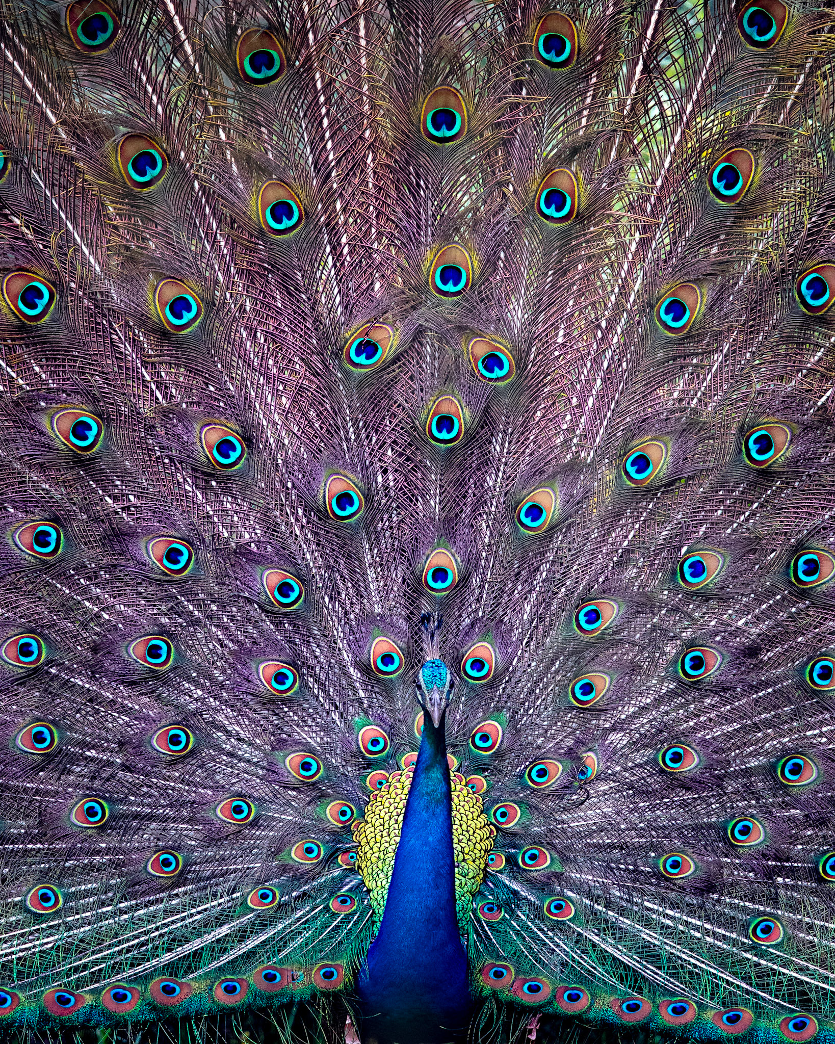 Travel, Wildlife, Nature, Street