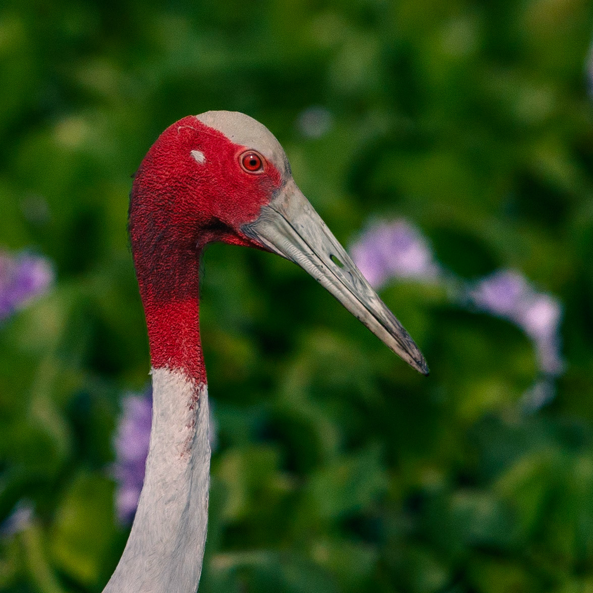 Travel, Wildlife, Nature, Street