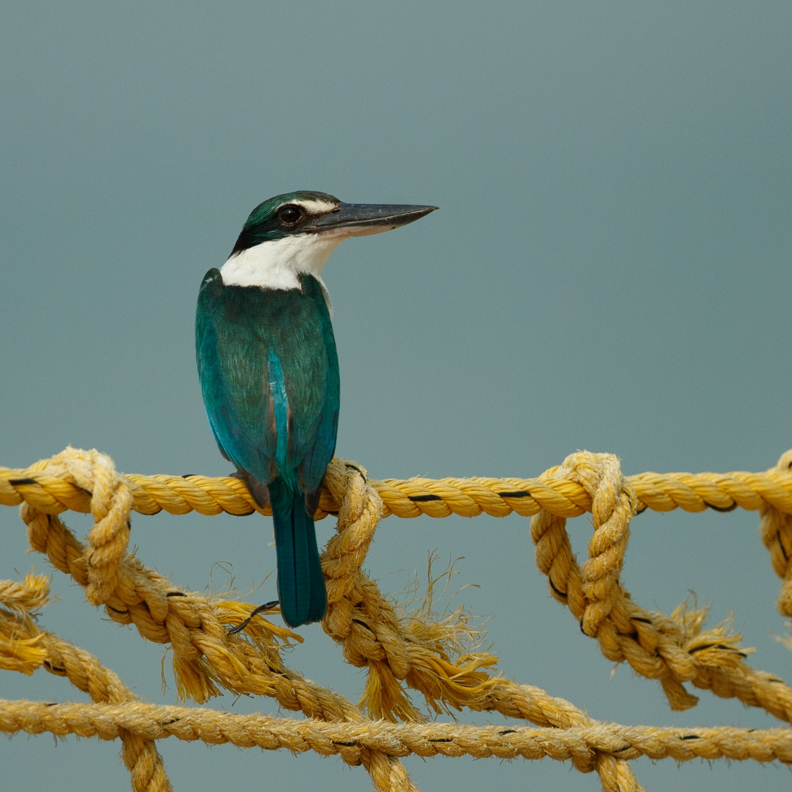 Travel, Wildlife, Nature, Street