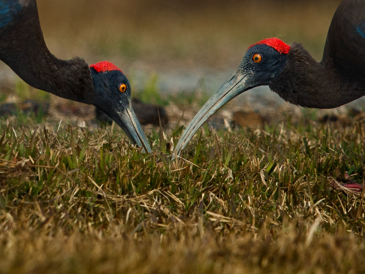 Travel, Wildlife, Nature, Street