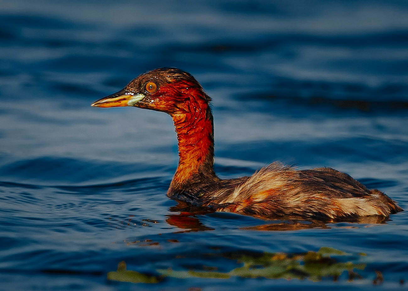 Travel, Wildlife, Nature, Street